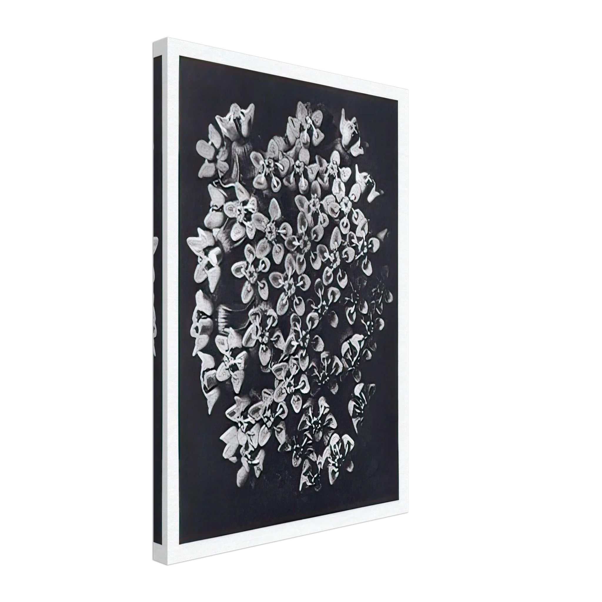 Art Forms in Nature 115 by Karl Blossfeldt — Framed art print at Zephyeer