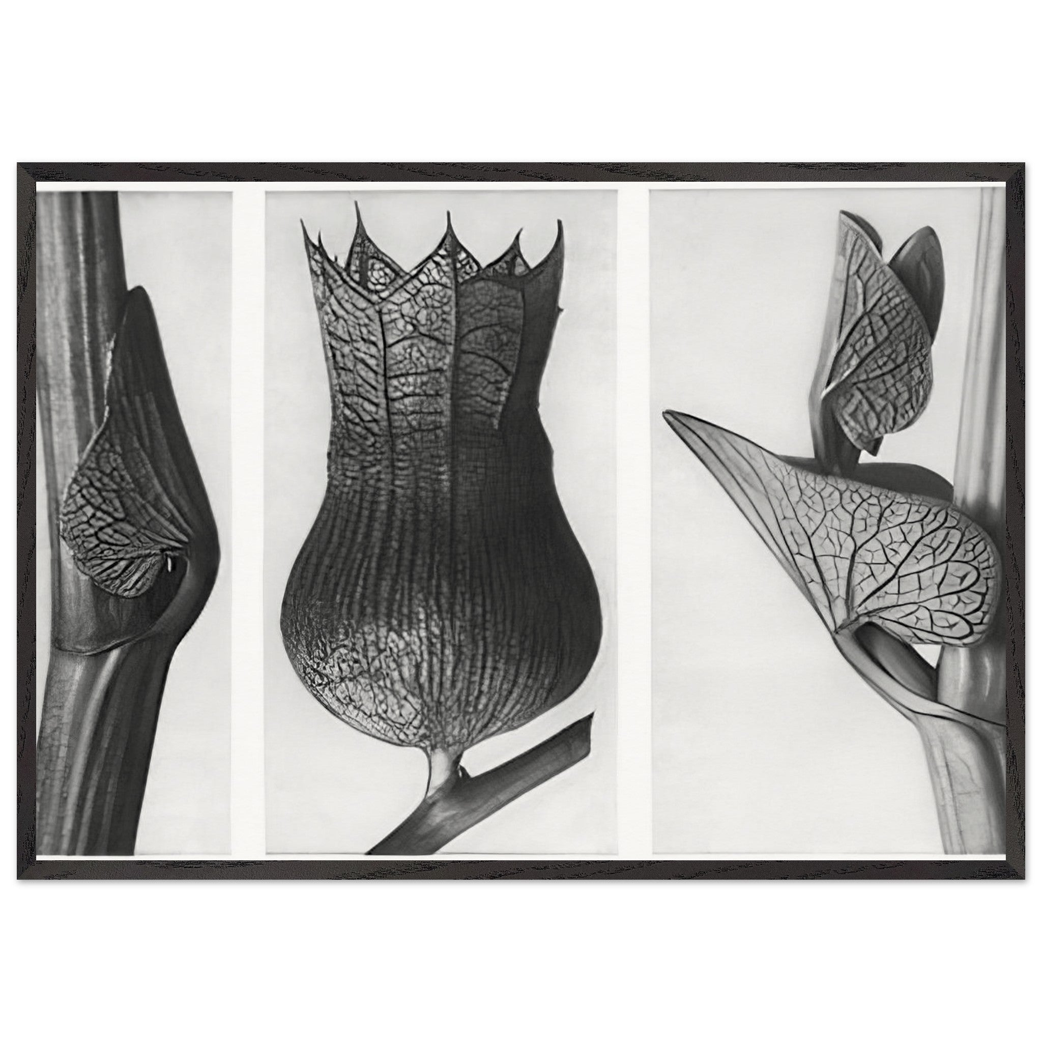 Art Forms in Nature 59 by Karl Blossfeldt — Framed art print at Zephyeer