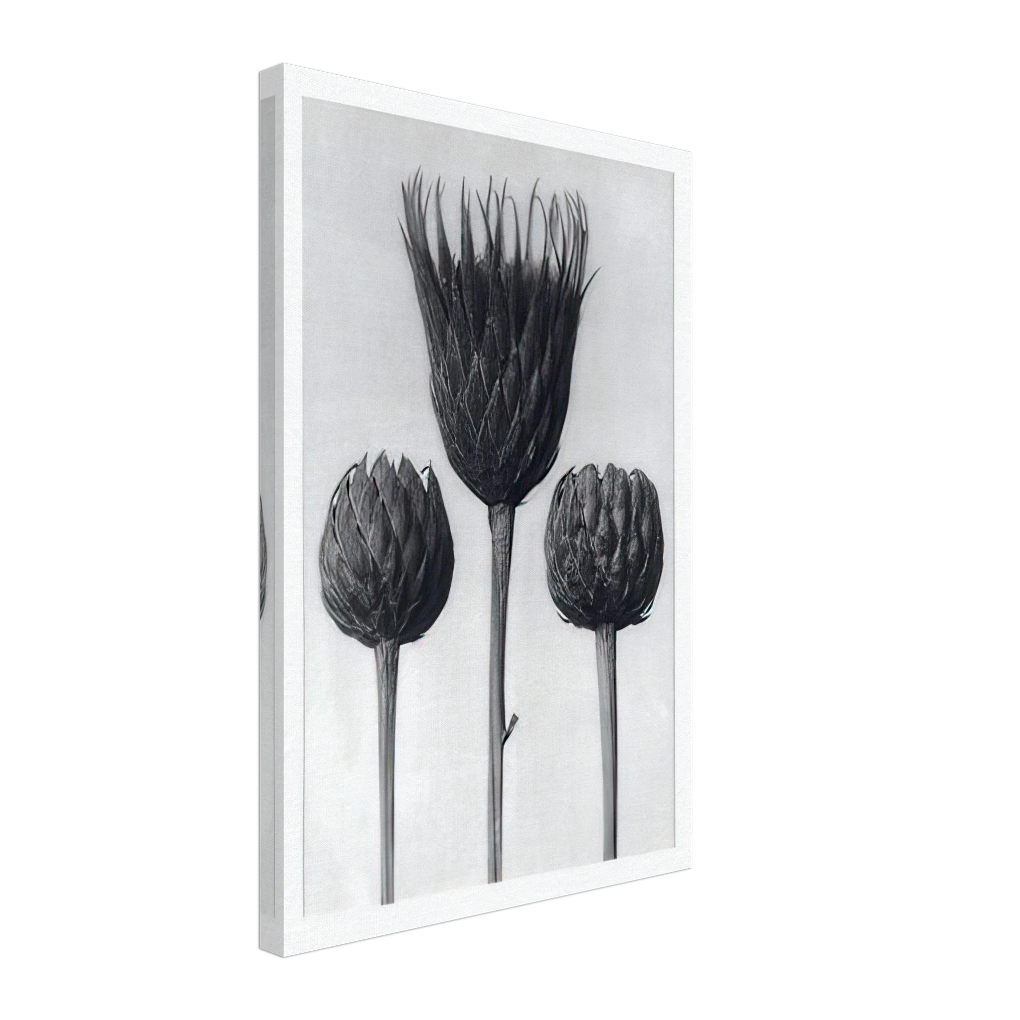 Art Forms in Nature 83 by Karl Blossfeldt — Framed art print at Zephyeer