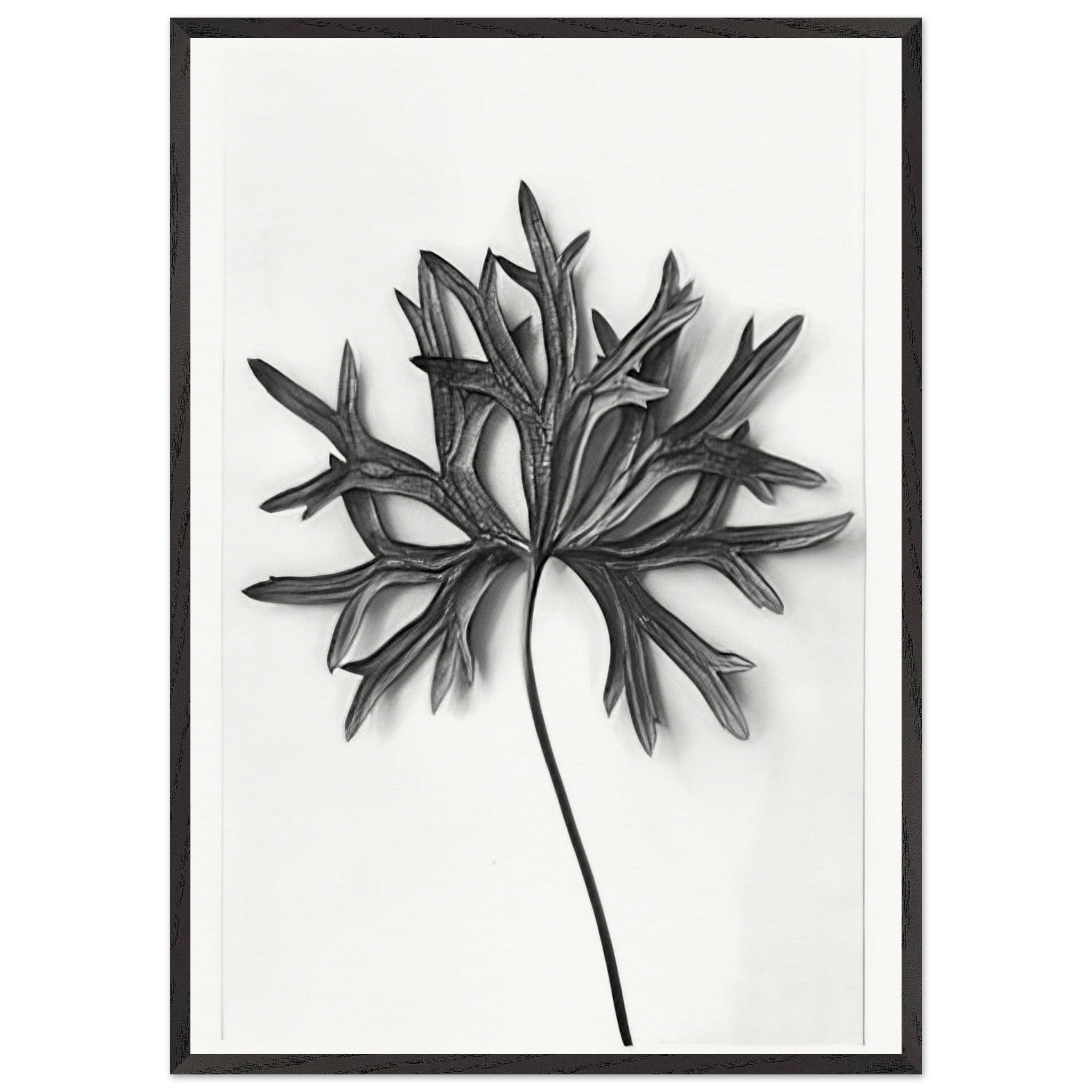 Art Forms in Nature 31 by Karl Blossfeldt — Framed art print at Zephyeer