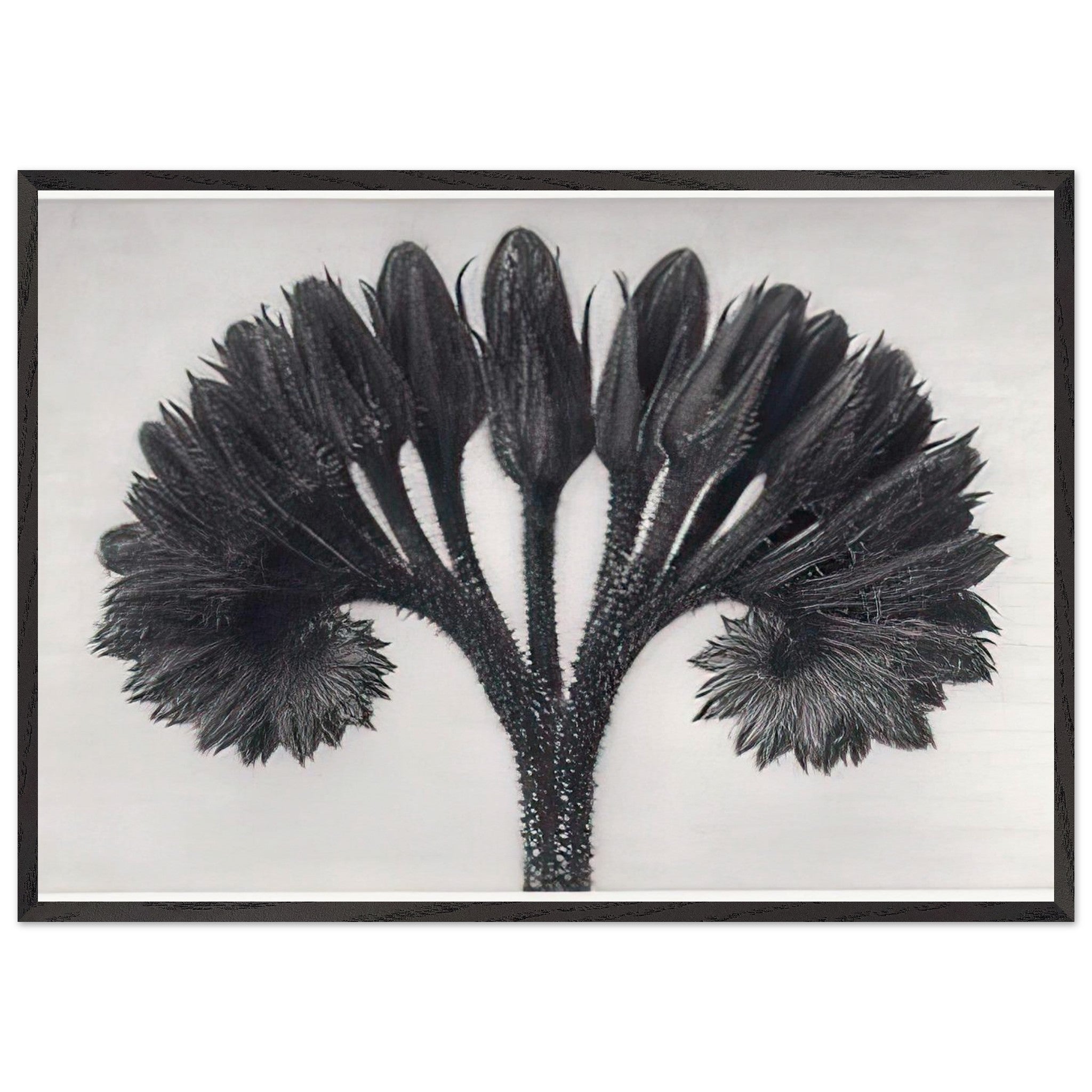 Art Forms in Nature 89 by Karl Blossfeldt — Framed art print at Zephyeer