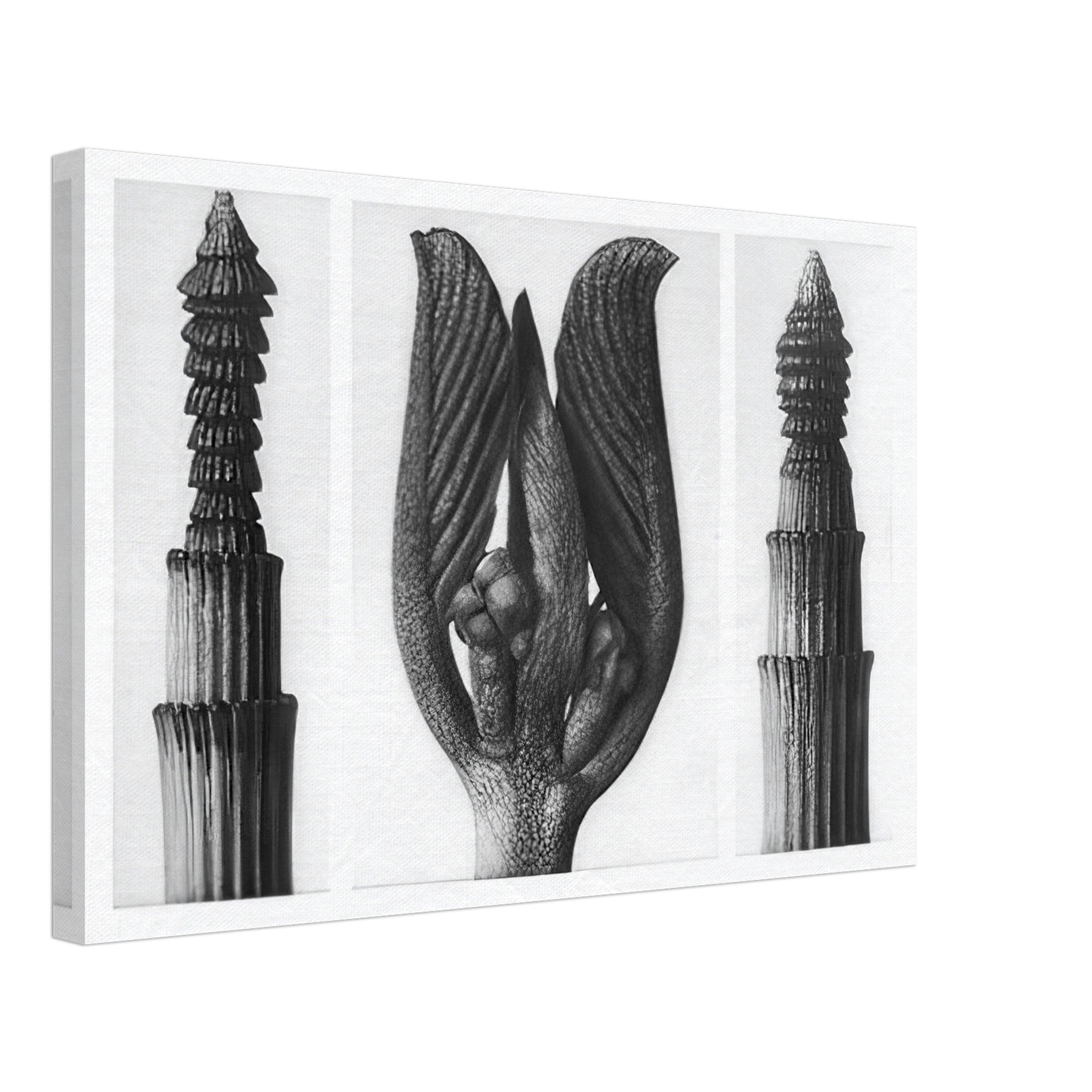 Art Forms in Nature 8 by Karl Blossfeldt — Framed art print at Zephyeer