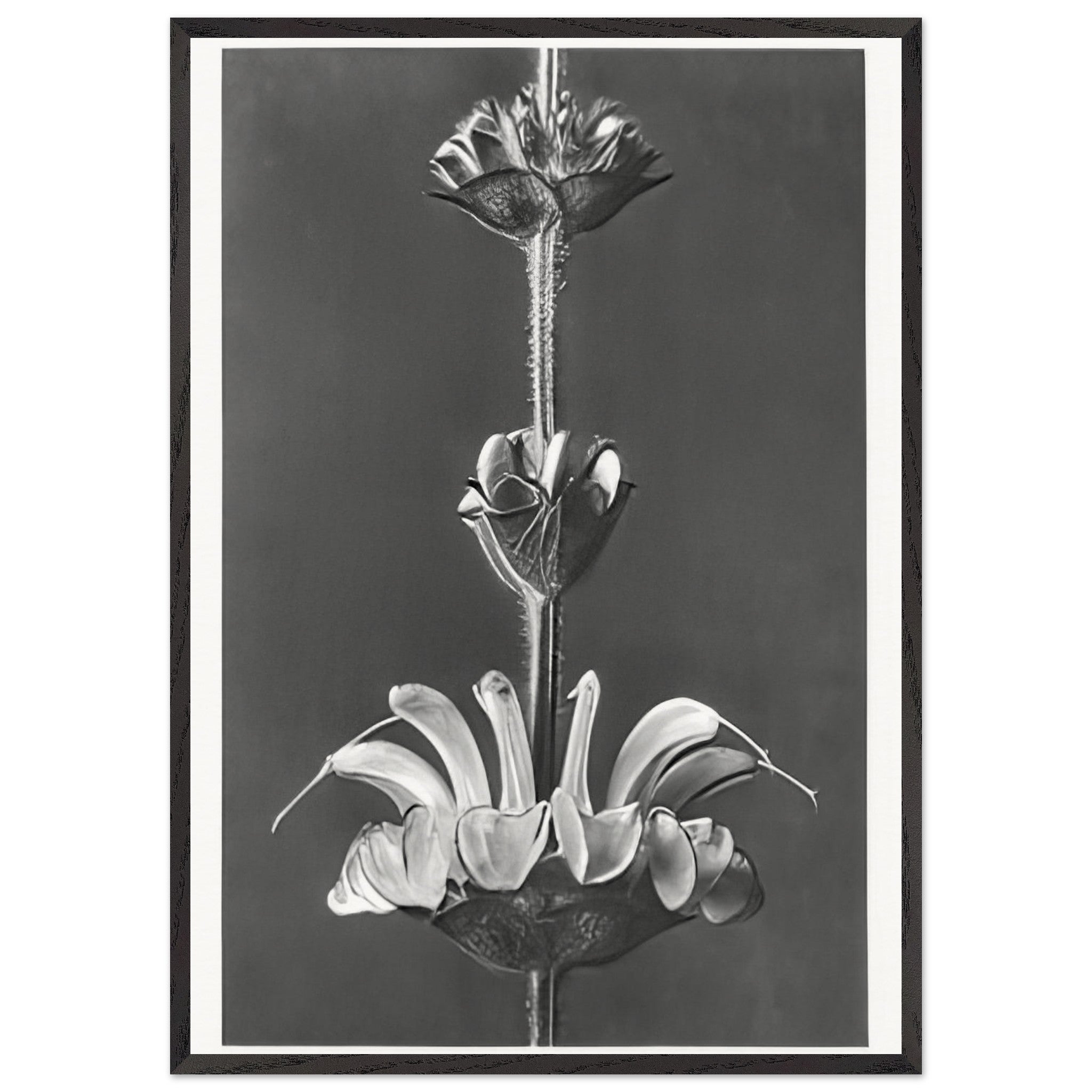 Art Forms in Nature 61 by Karl Blossfeldt — Framed art print at Zephyeer