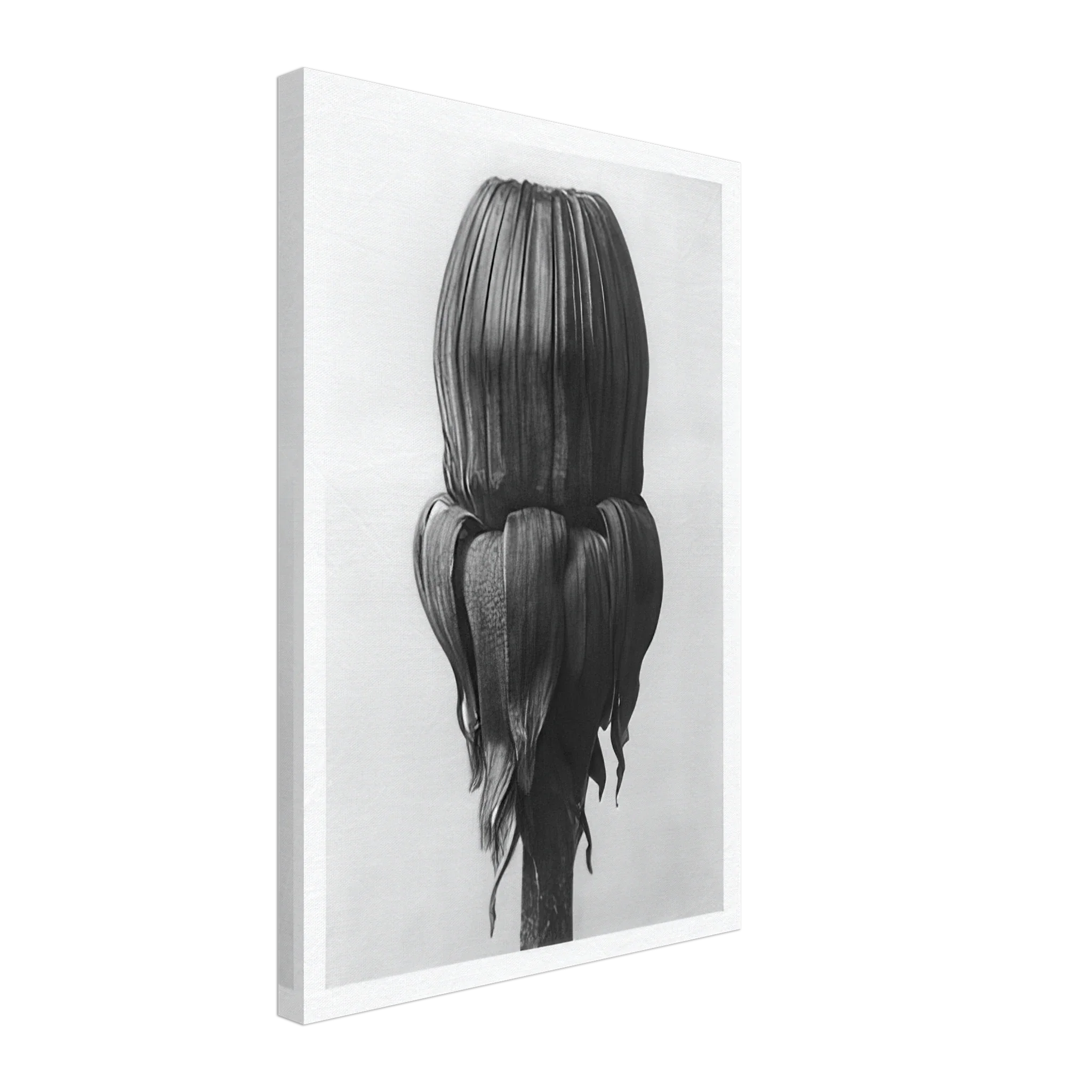 Art Forms in Nature 75 by Karl Blossfeldt — Framed art print at Zephyeer