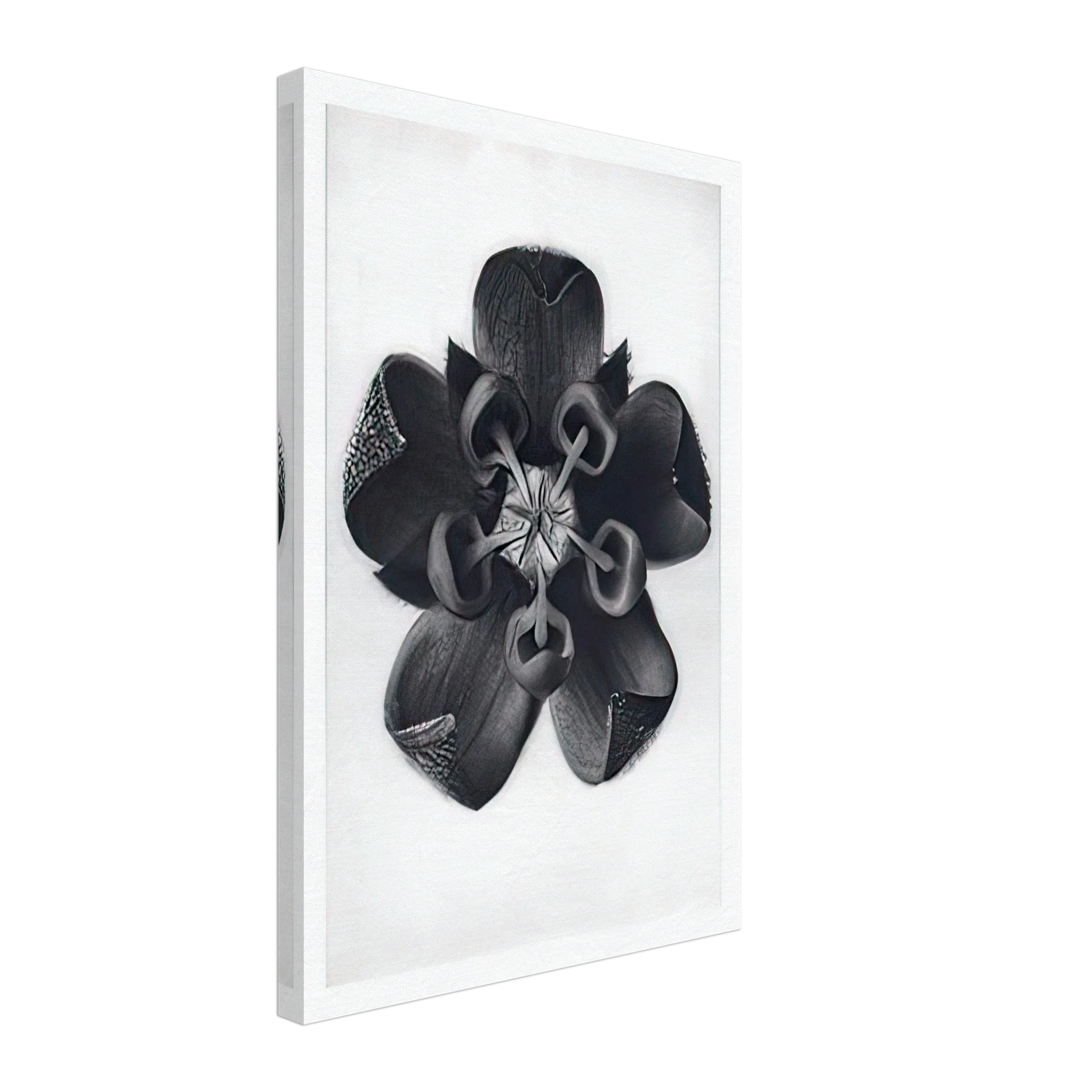 Art Forms in Nature 82 by Karl Blossfeldt — Framed art print at Zephyeer