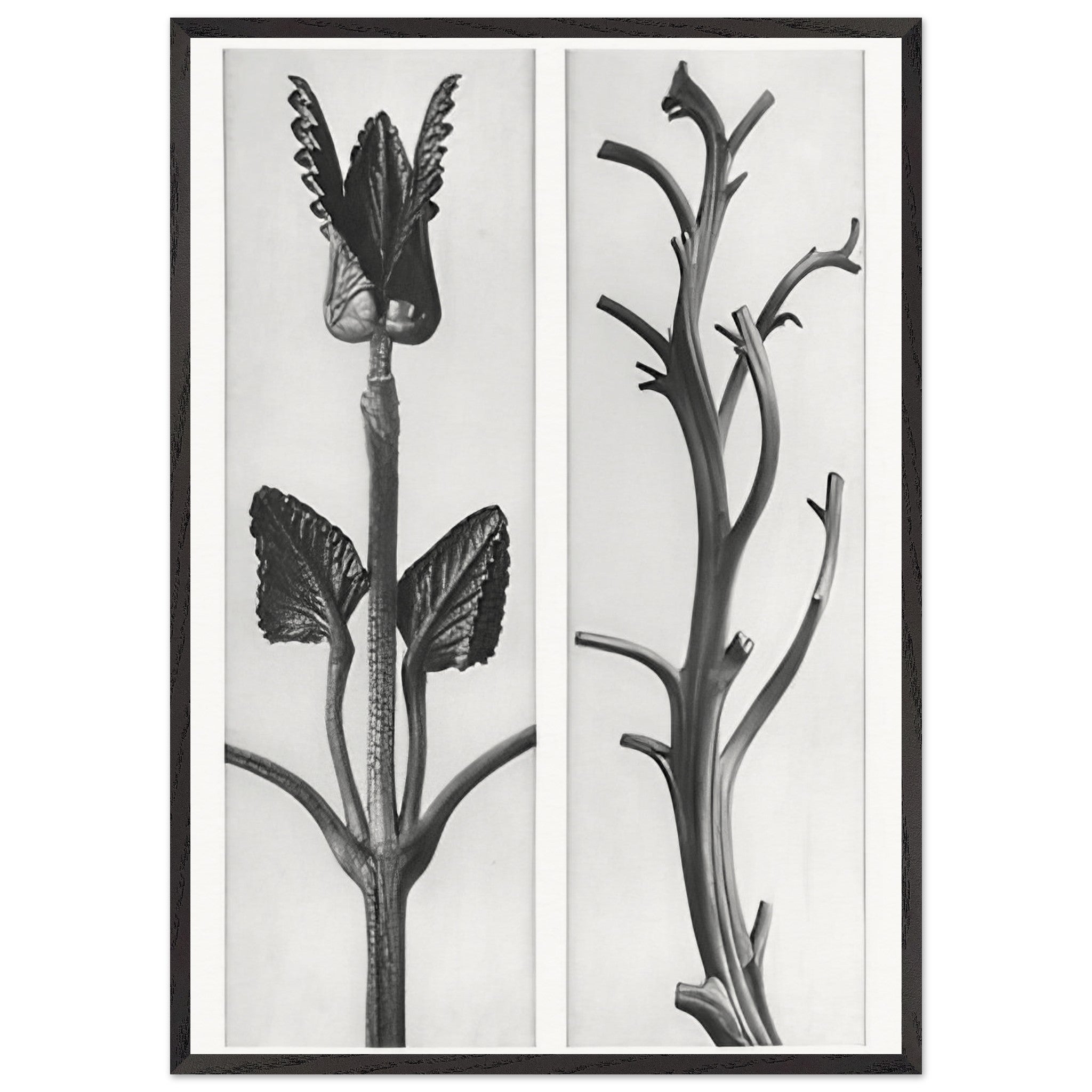 Art Forms in Nature 48 by Karl Blossfeldt — Framed art print at Zephyeer