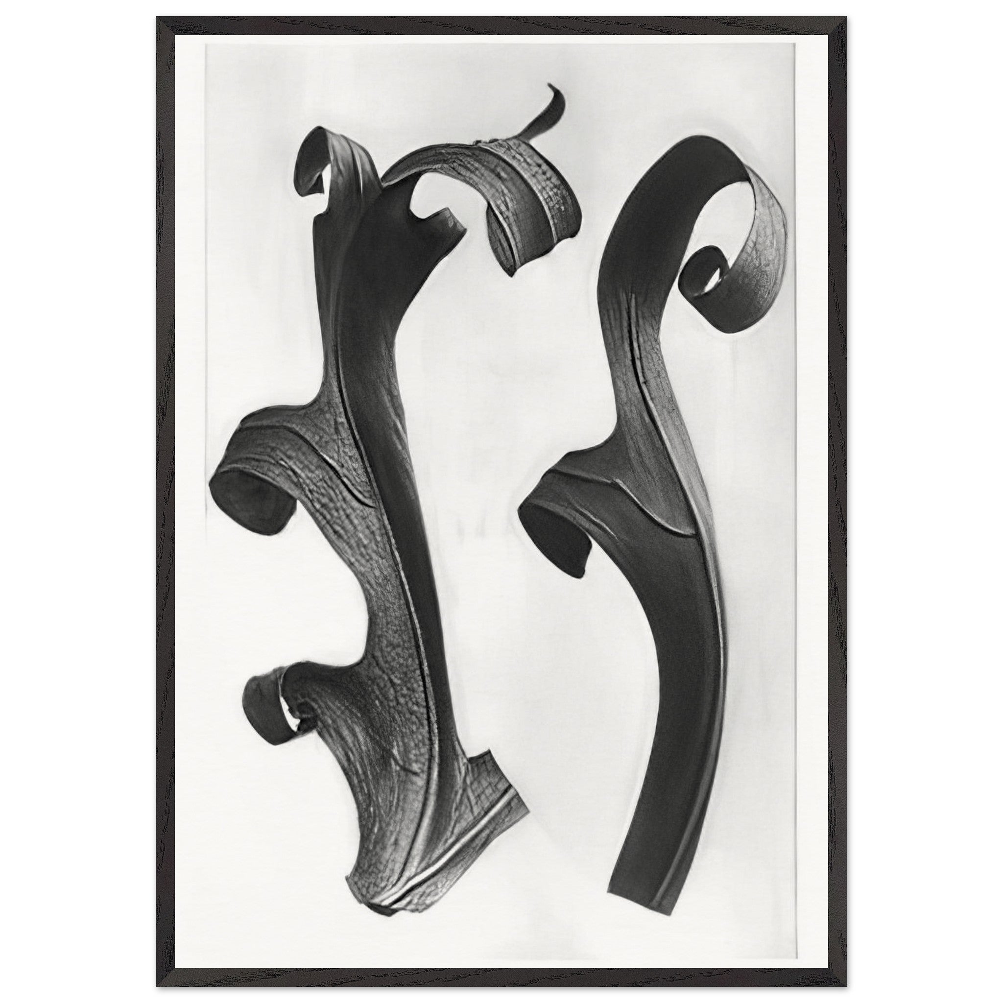Art Forms in Nature 40 by Karl Blossfeldt — Framed art print at Zephyeer