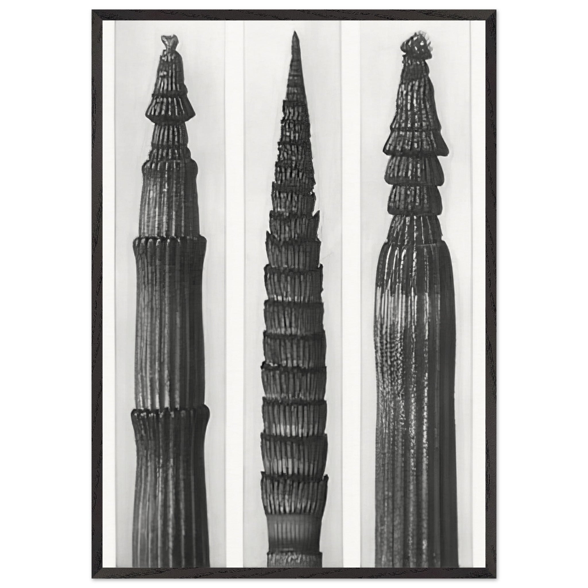 Art Forms in Nature 2 by Karl Blossfeldt — Framed art print at Zephyeer