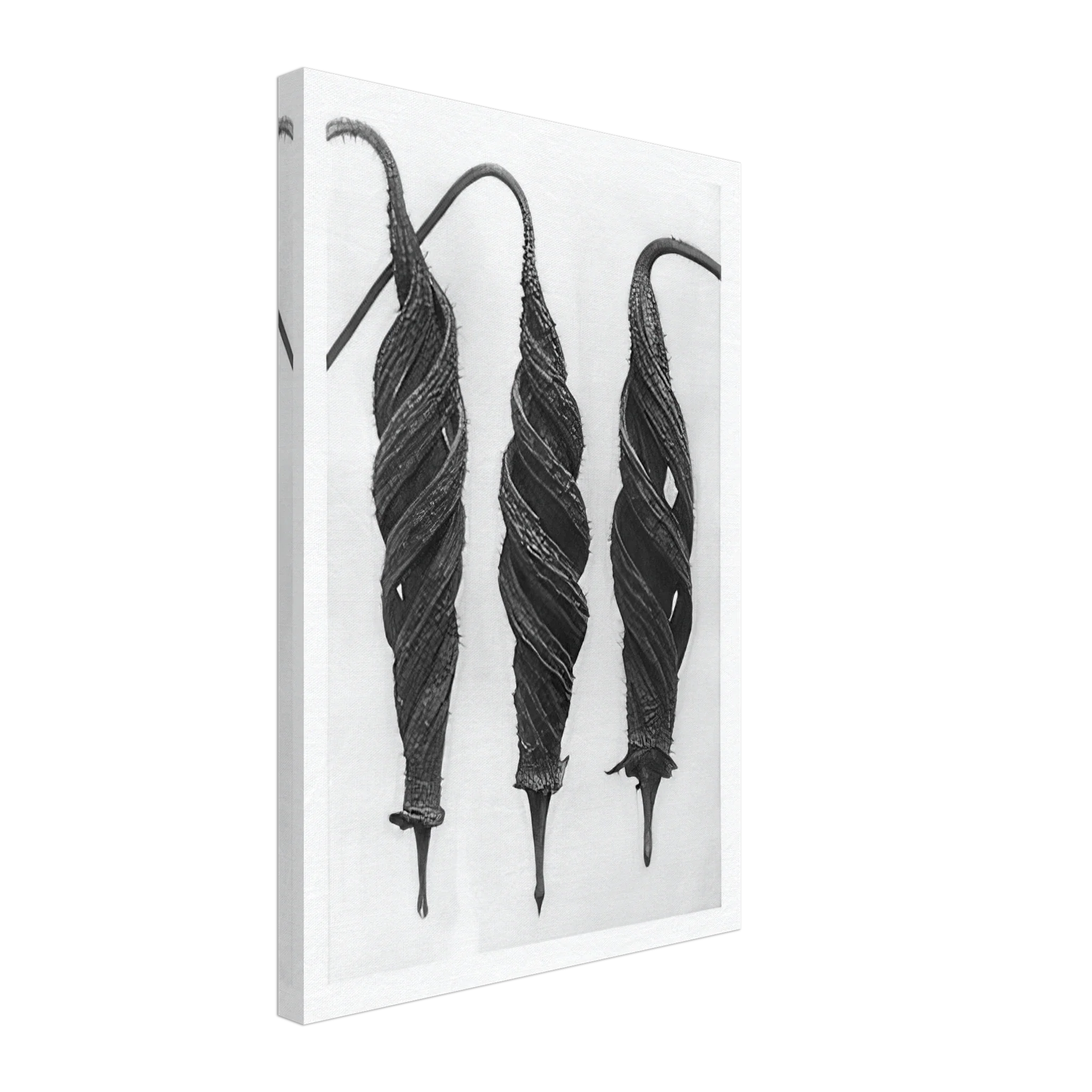 Art Forms in Nature 27 by Karl Blossfeldt — Framed art print at Zephyeer