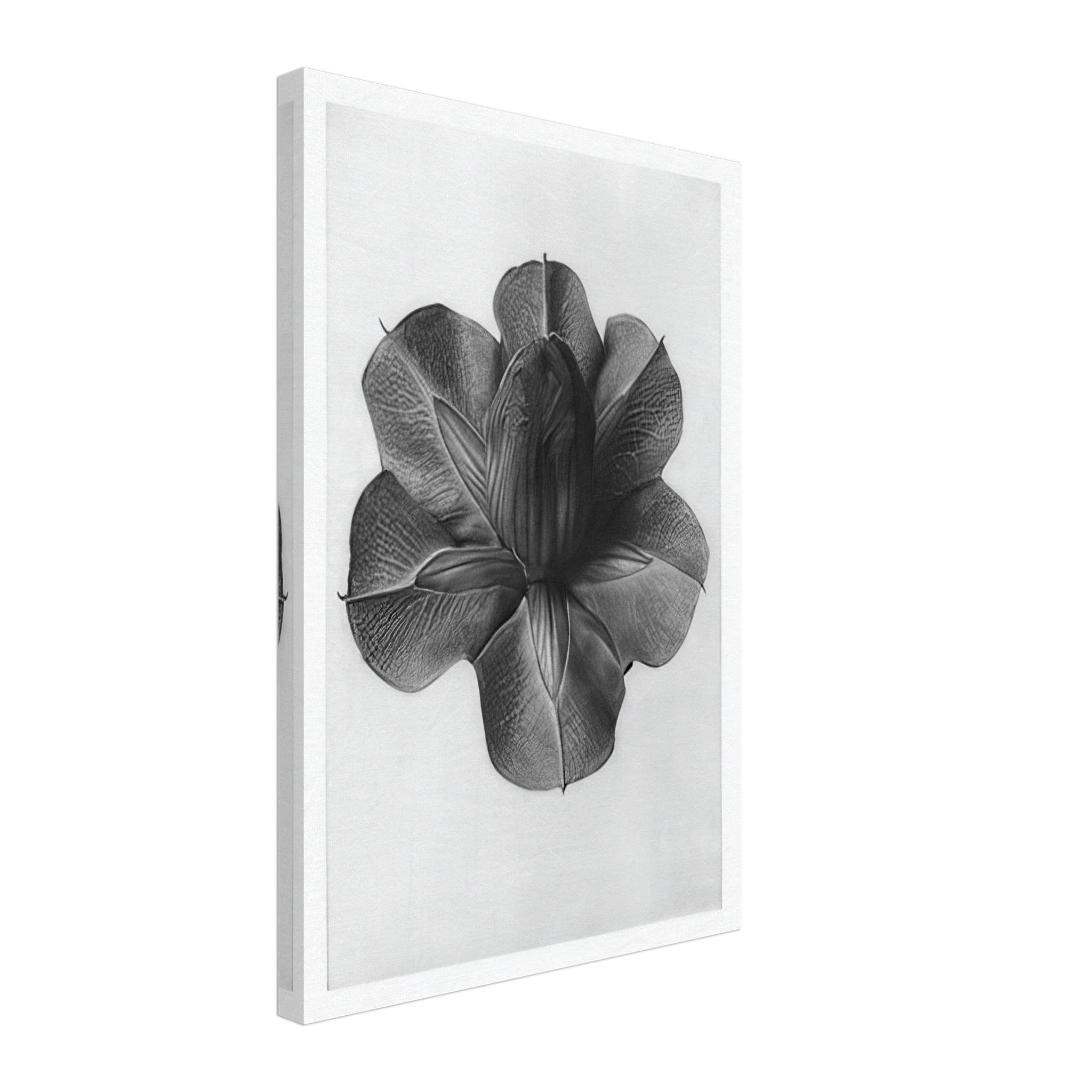 Art Forms in Nature 73 by Karl Blossfeldt — Framed art print at Zephyeer