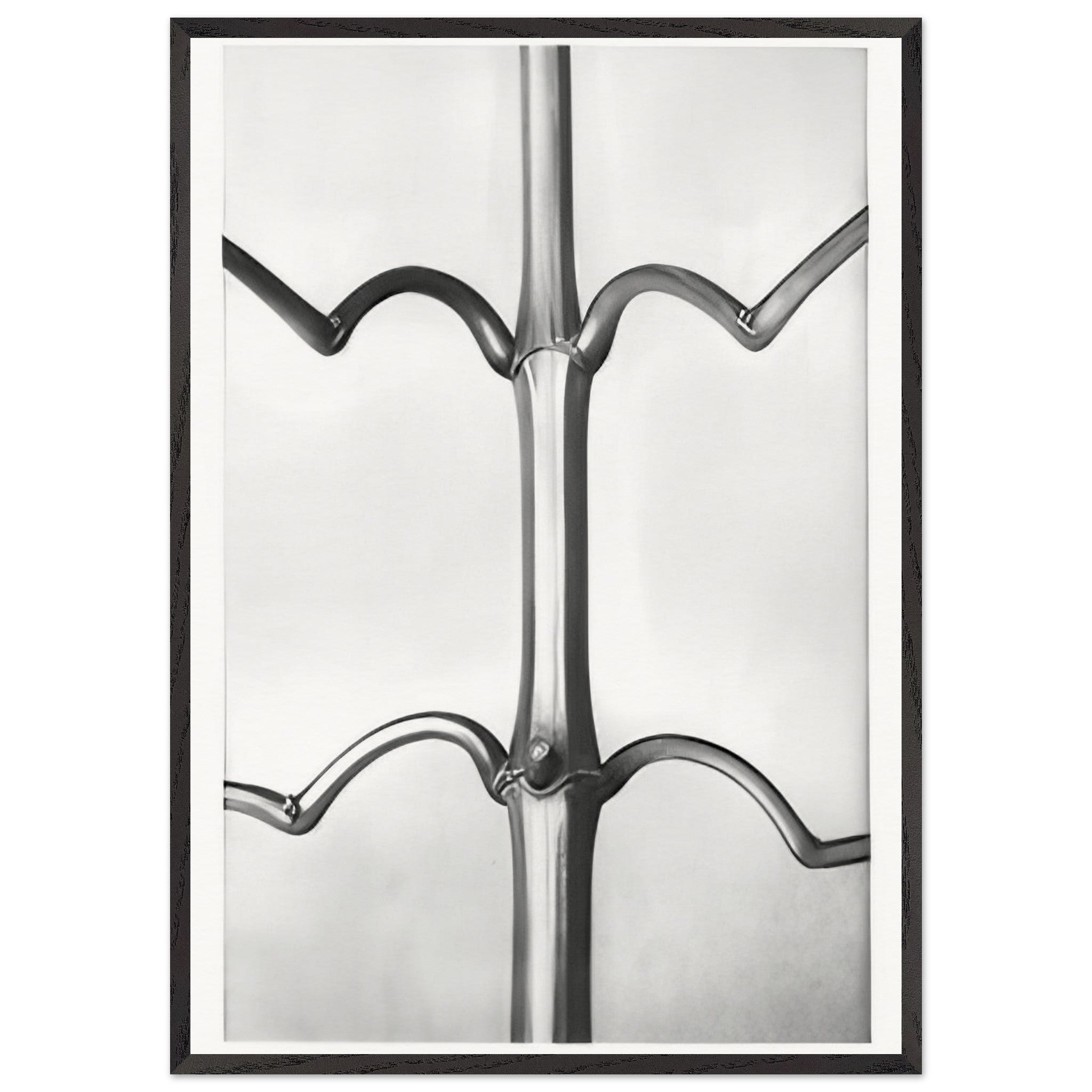 Art Forms in Nature 19 by Karl Blossfeldt — Framed art print at Zephyeer