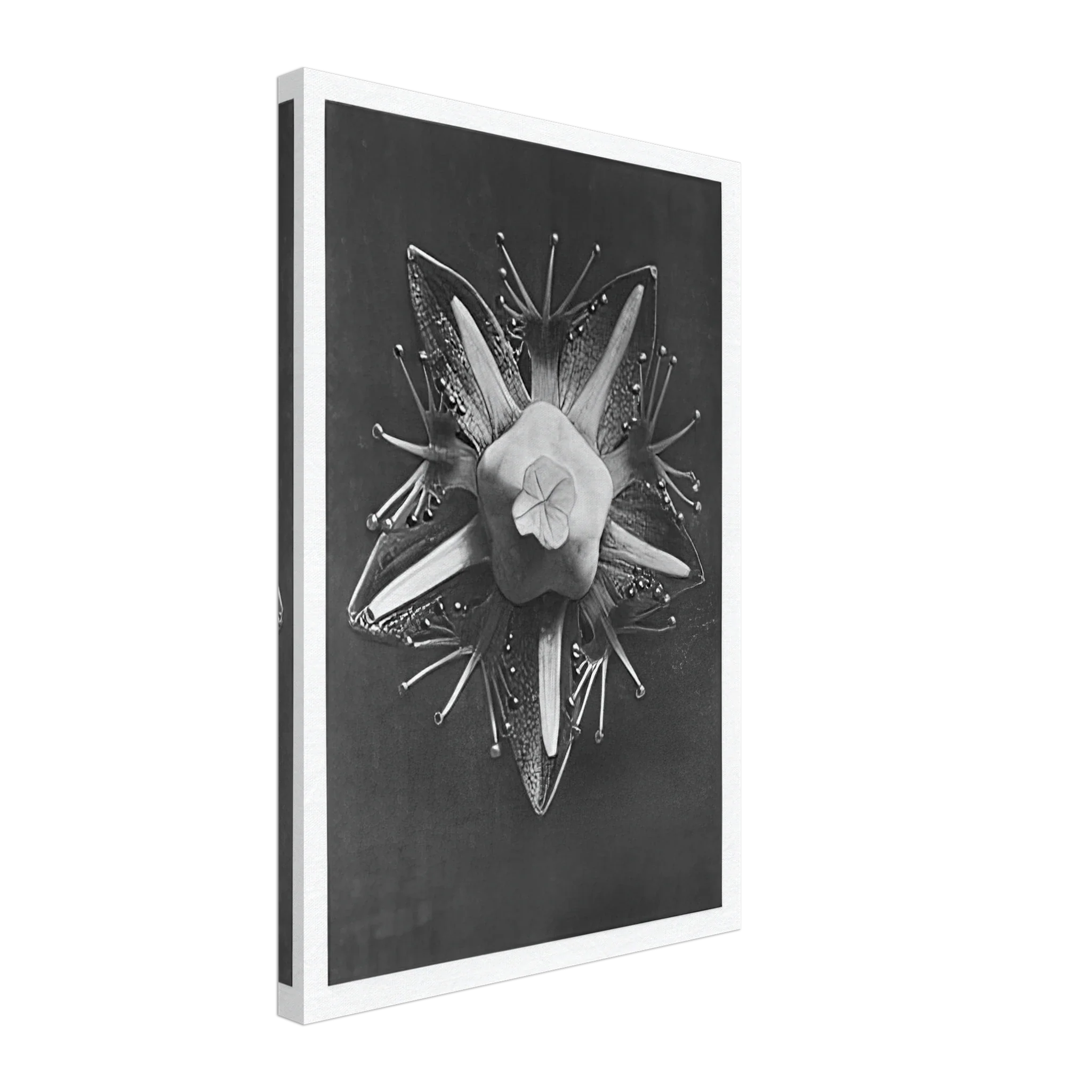 Art Forms in Nature 68 by Karl Blossfeldt — Framed art print at Zephyeer