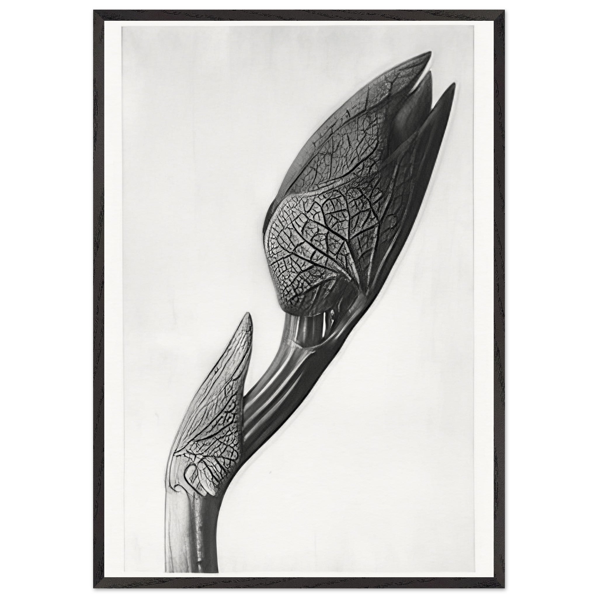 Art Forms in Nature 58 by Karl Blossfeldt — Framed art print at Zephyeer
