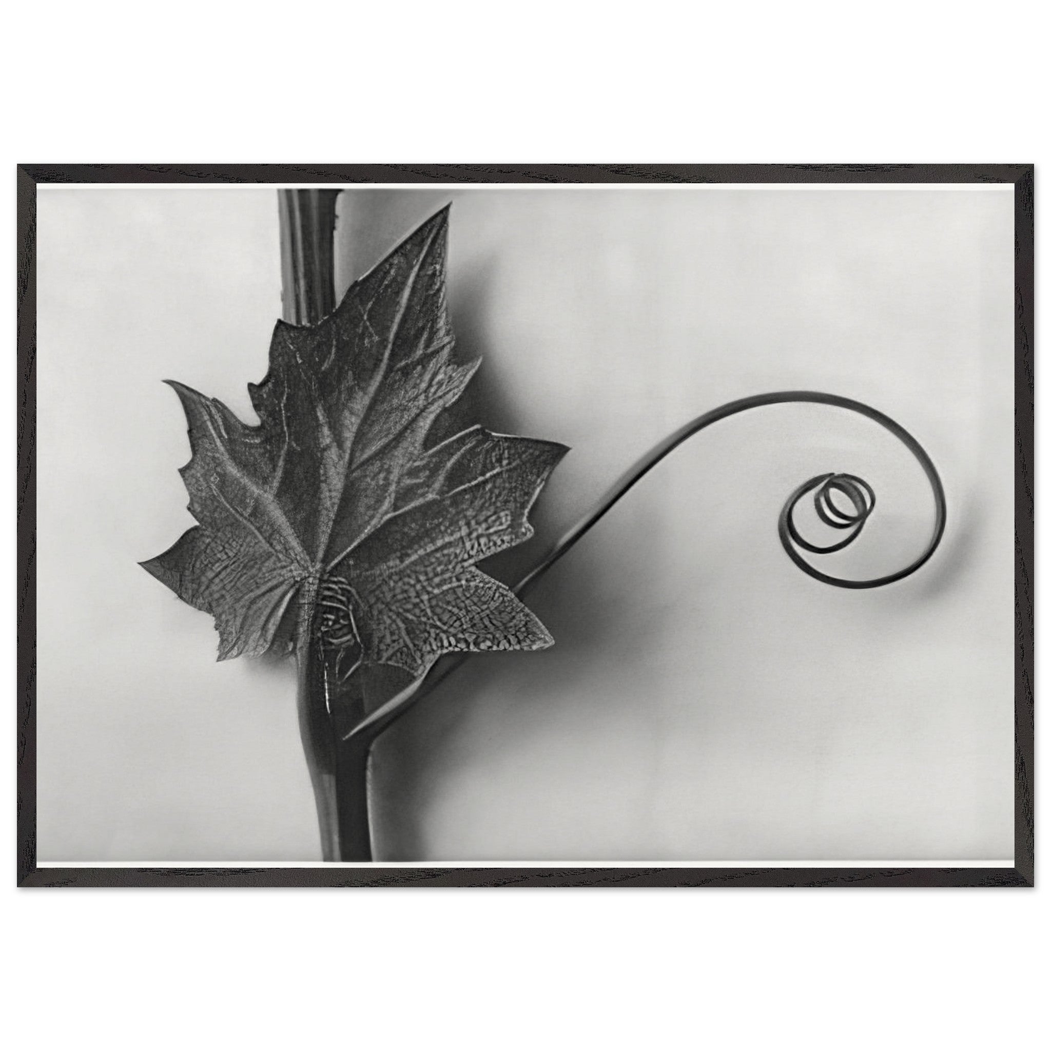 Art Forms in Nature 49 by Karl Blossfeldt — Framed art print at Zephyeer