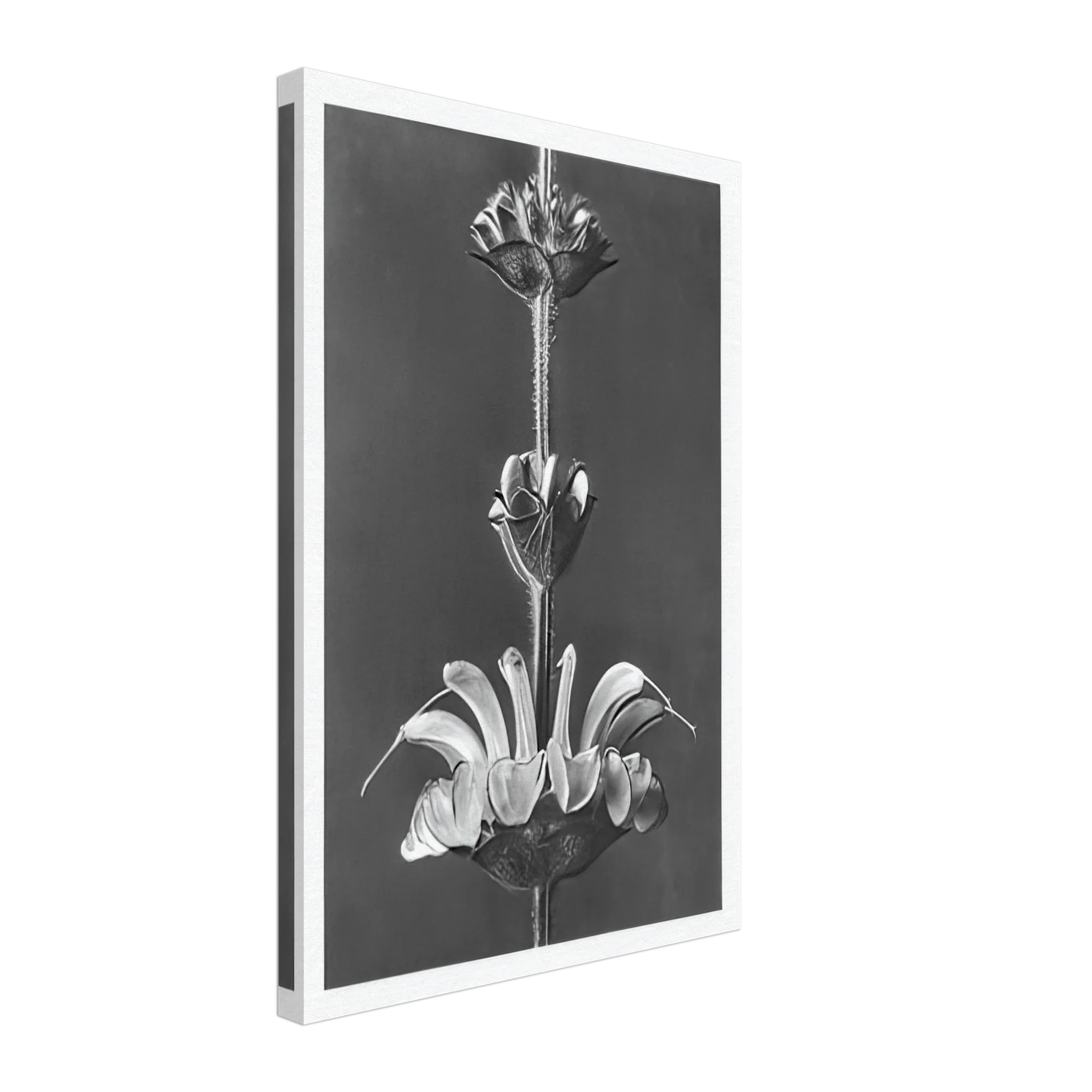 Art Forms in Nature 61 by Karl Blossfeldt — Framed art print at Zephyeer