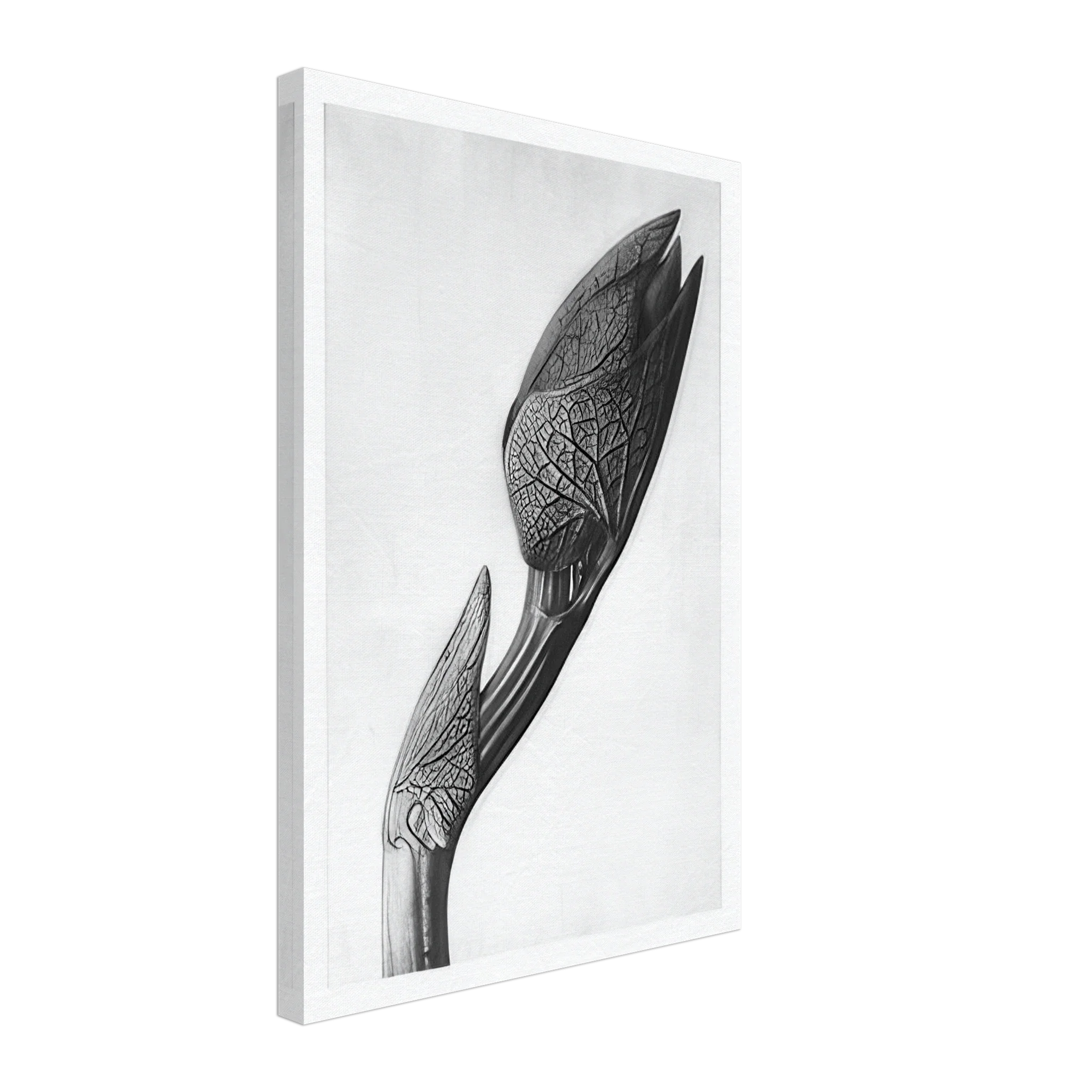 Art Forms in Nature 58 by Karl Blossfeldt — Framed art print at Zephyeer