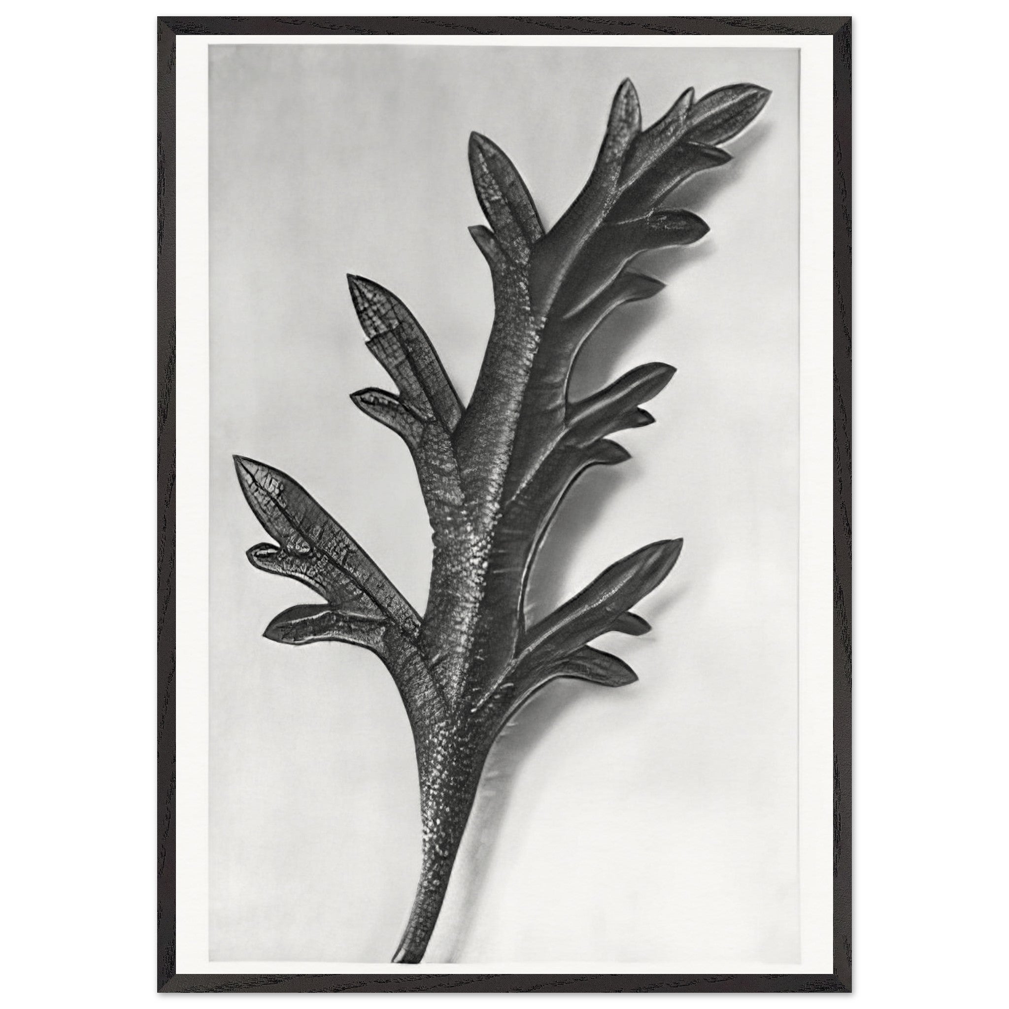 Art Forms in Nature 39 by Karl Blossfeldt — Framed art print at Zephyeer