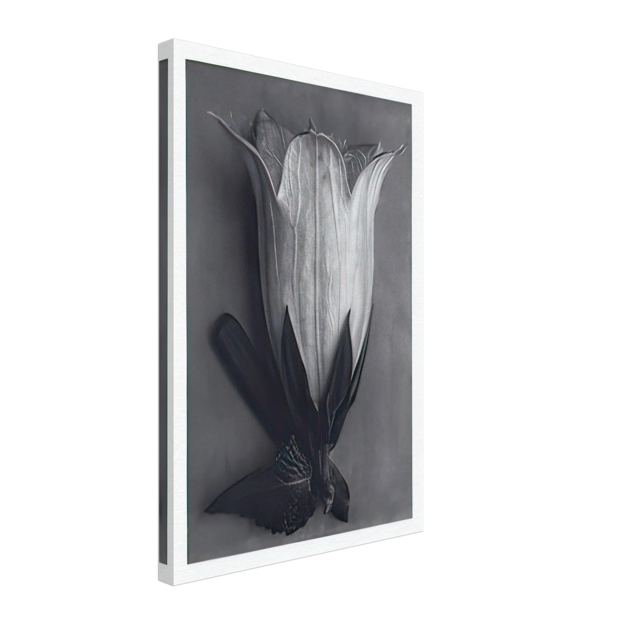 Art Forms in Nature 111 by Karl Blossfeldt — Framed art print at Zephyeer