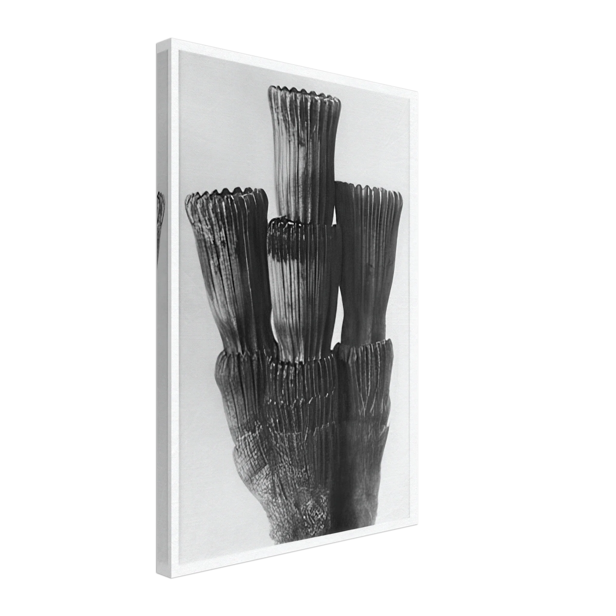 Art Forms in Nature 5 by Karl Blossfeldt — Framed art print at Zephyeer