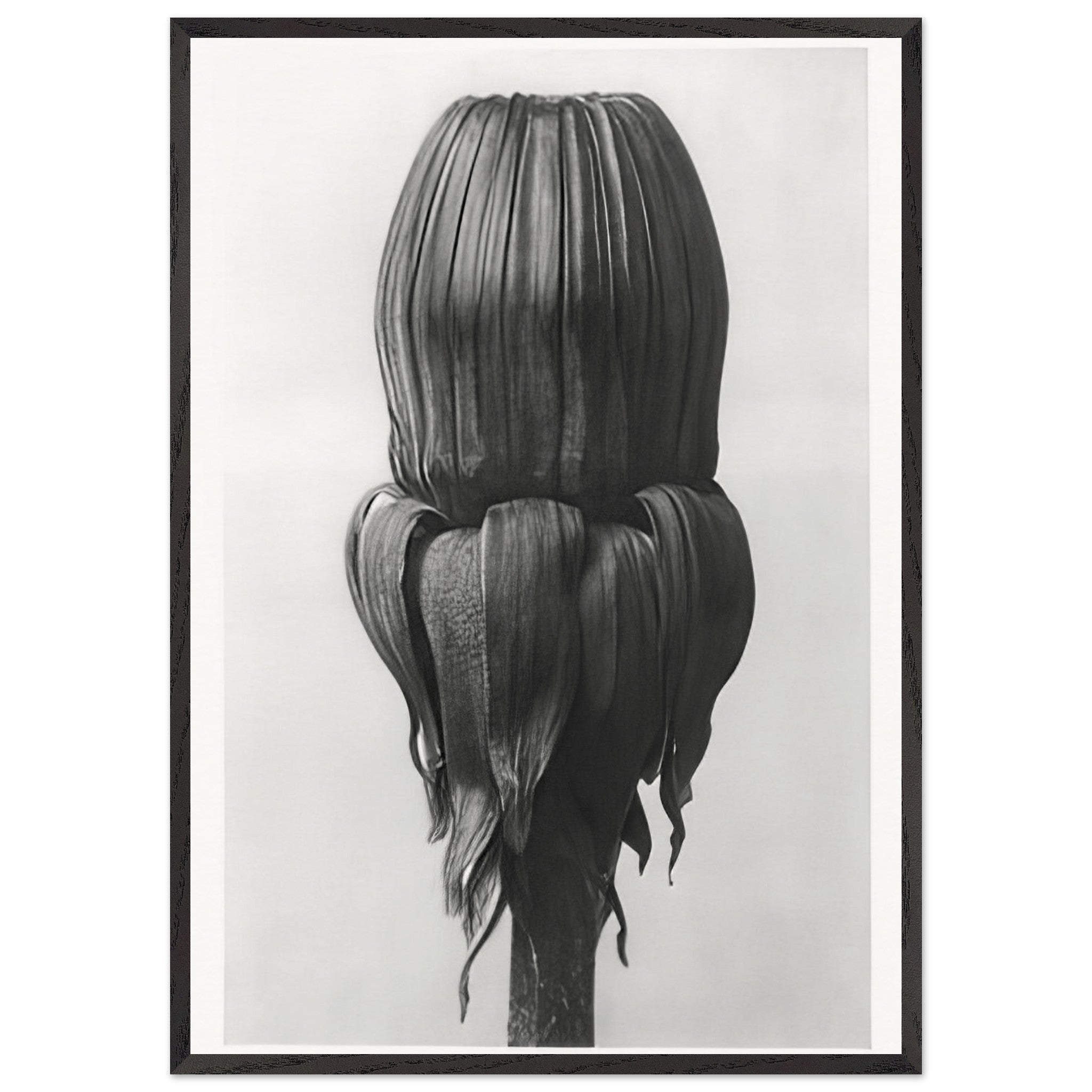 Art Forms in Nature 75 by Karl Blossfeldt — Framed art print at Zephyeer