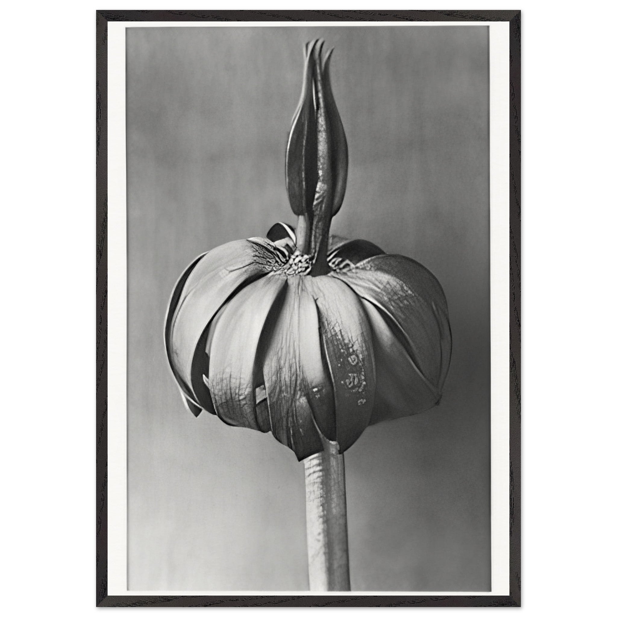 Art Forms in Nature 76 by Karl Blossfeldt — Framed art print at Zephyeer