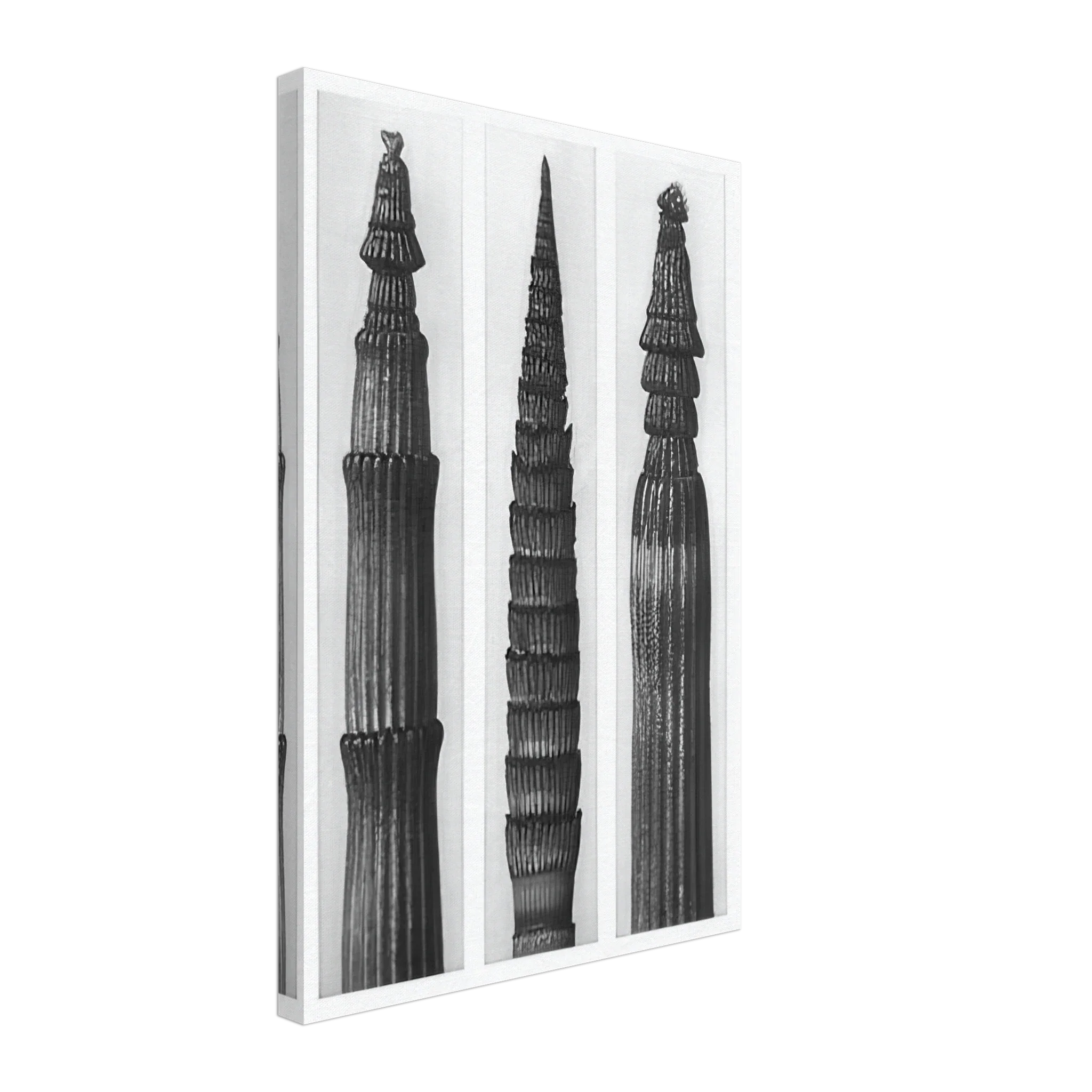 Art Forms in Nature 2 by Karl Blossfeldt — Framed art print at Zephyeer