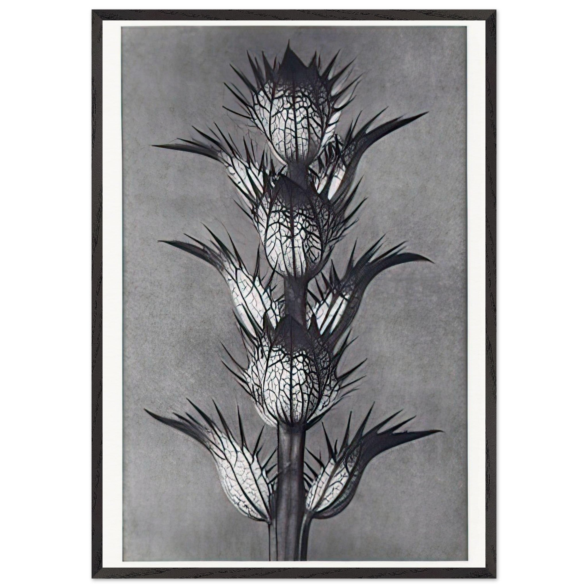 Art Forms in Nature 92 by Karl Blossfeldt — Framed art print at Zephyeer