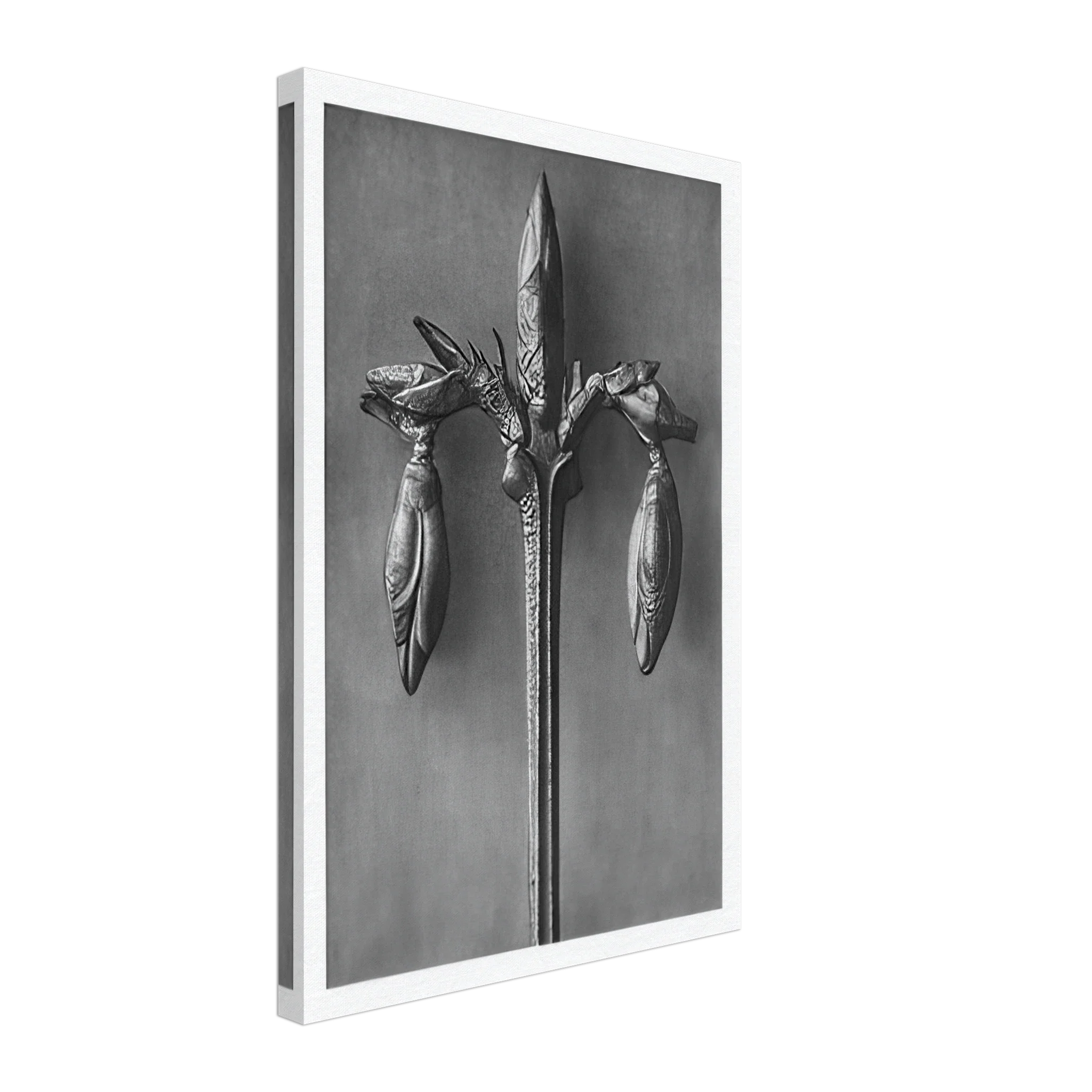 Art Forms in Nature 57 by Karl Blossfeldt — Framed art print at Zephyeer