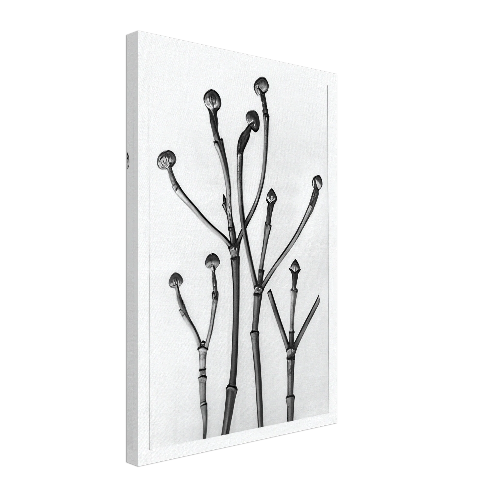 Art Forms in Nature 18 by Karl Blossfeldt — Framed art print at Zephyeer