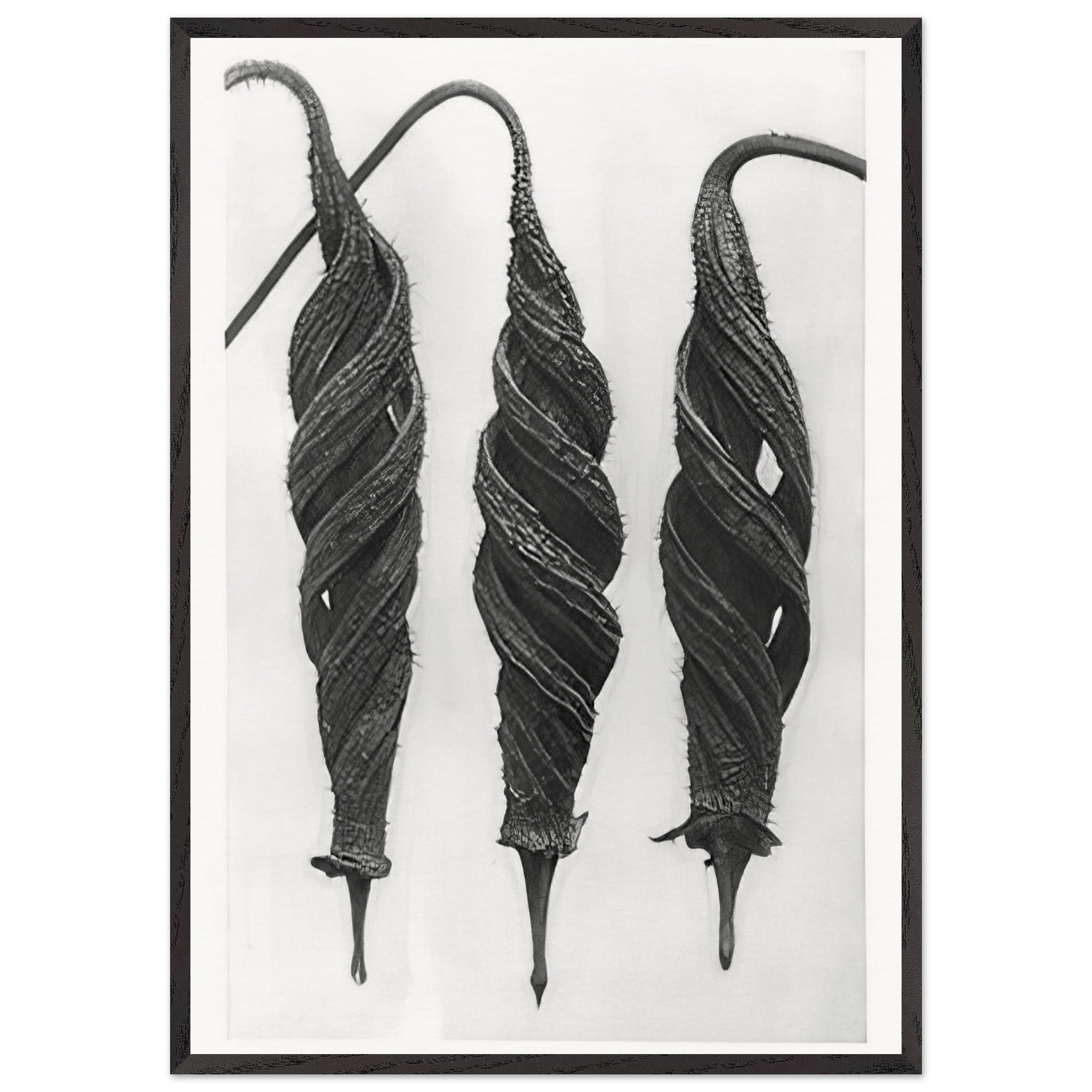 Art Forms in Nature 27 by Karl Blossfeldt — Framed art print at Zephyeer