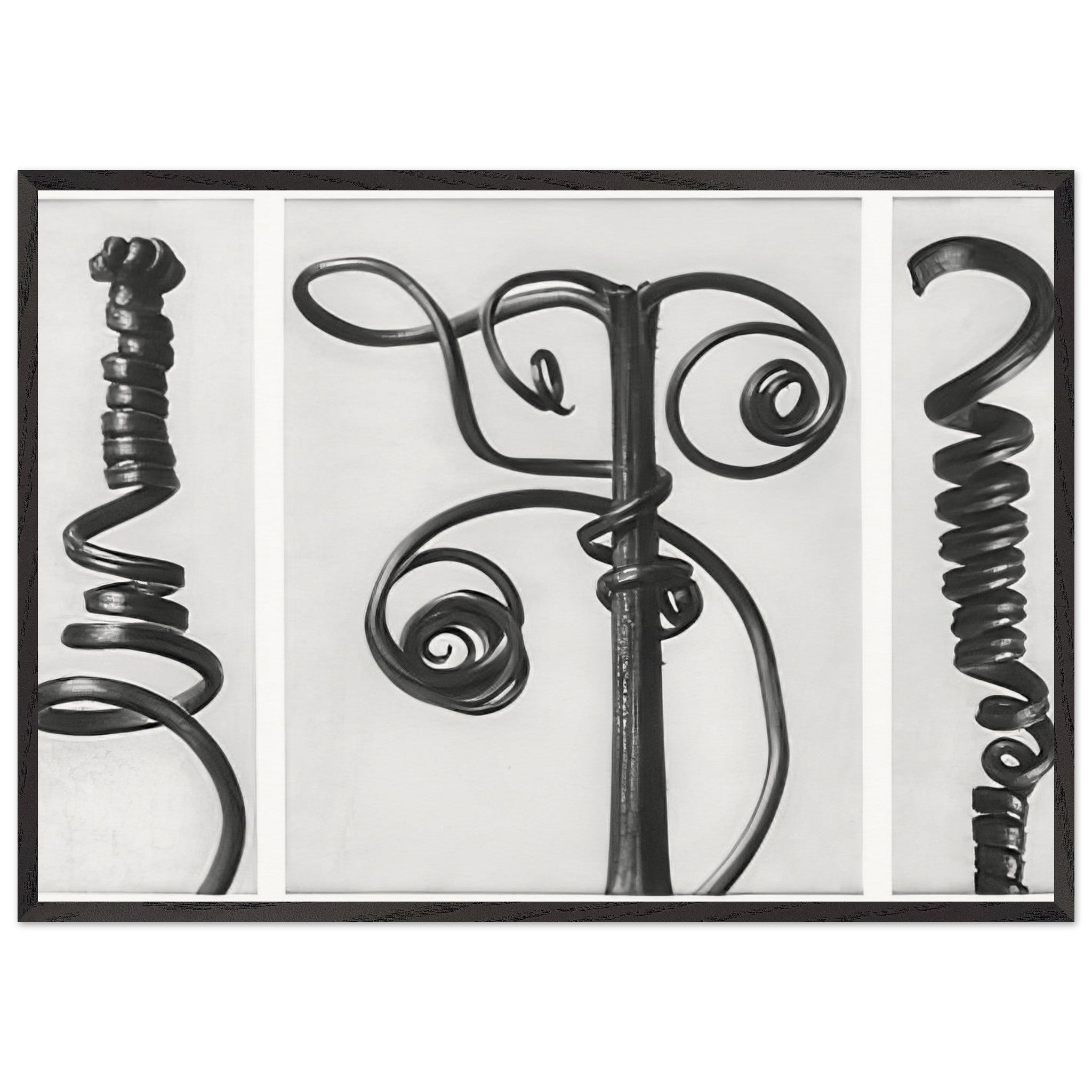 Art Forms in Nature 53 by Karl Blossfeldt — Framed art print at Zephyeer