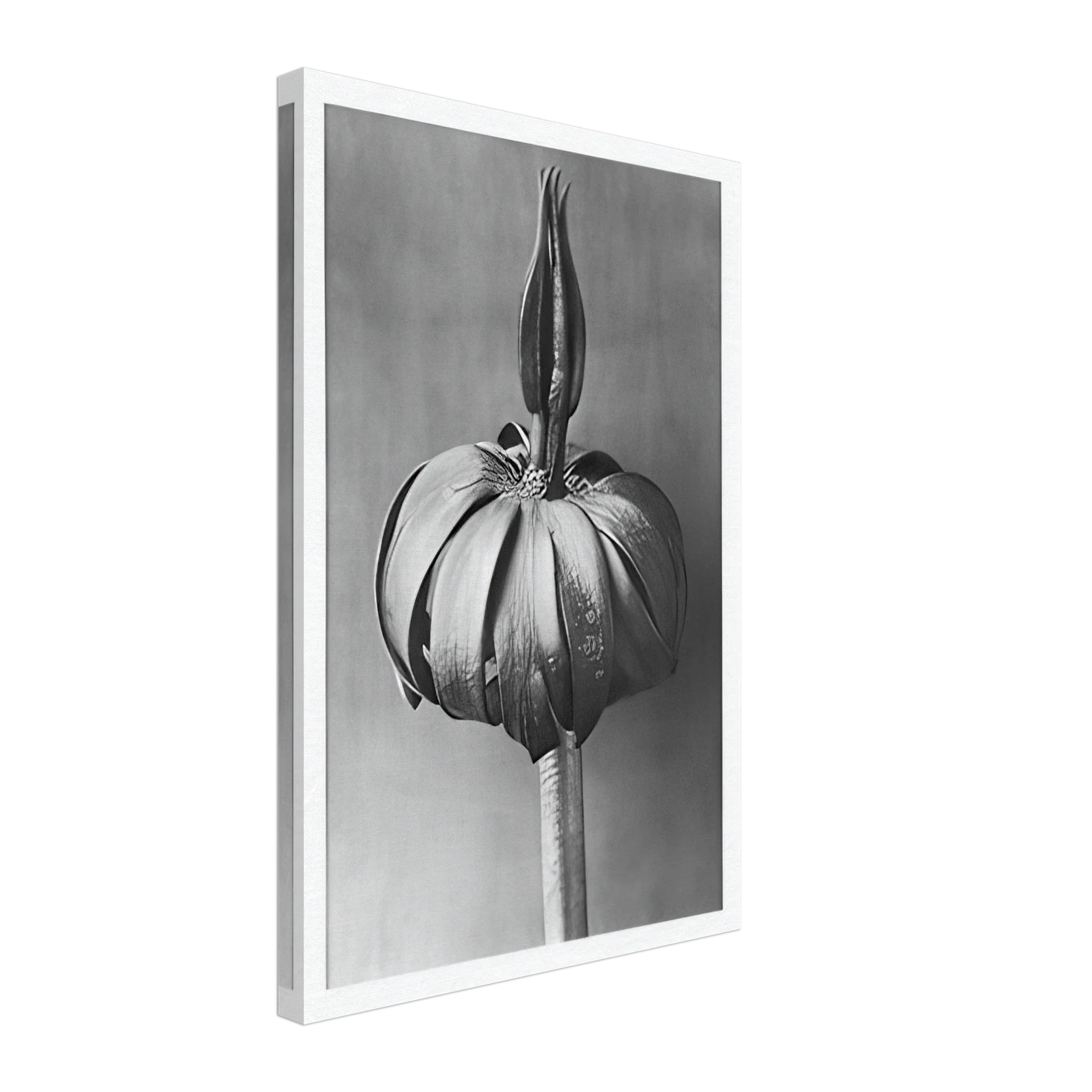 Art Forms in Nature 76 by Karl Blossfeldt — Framed art print at Zephyeer