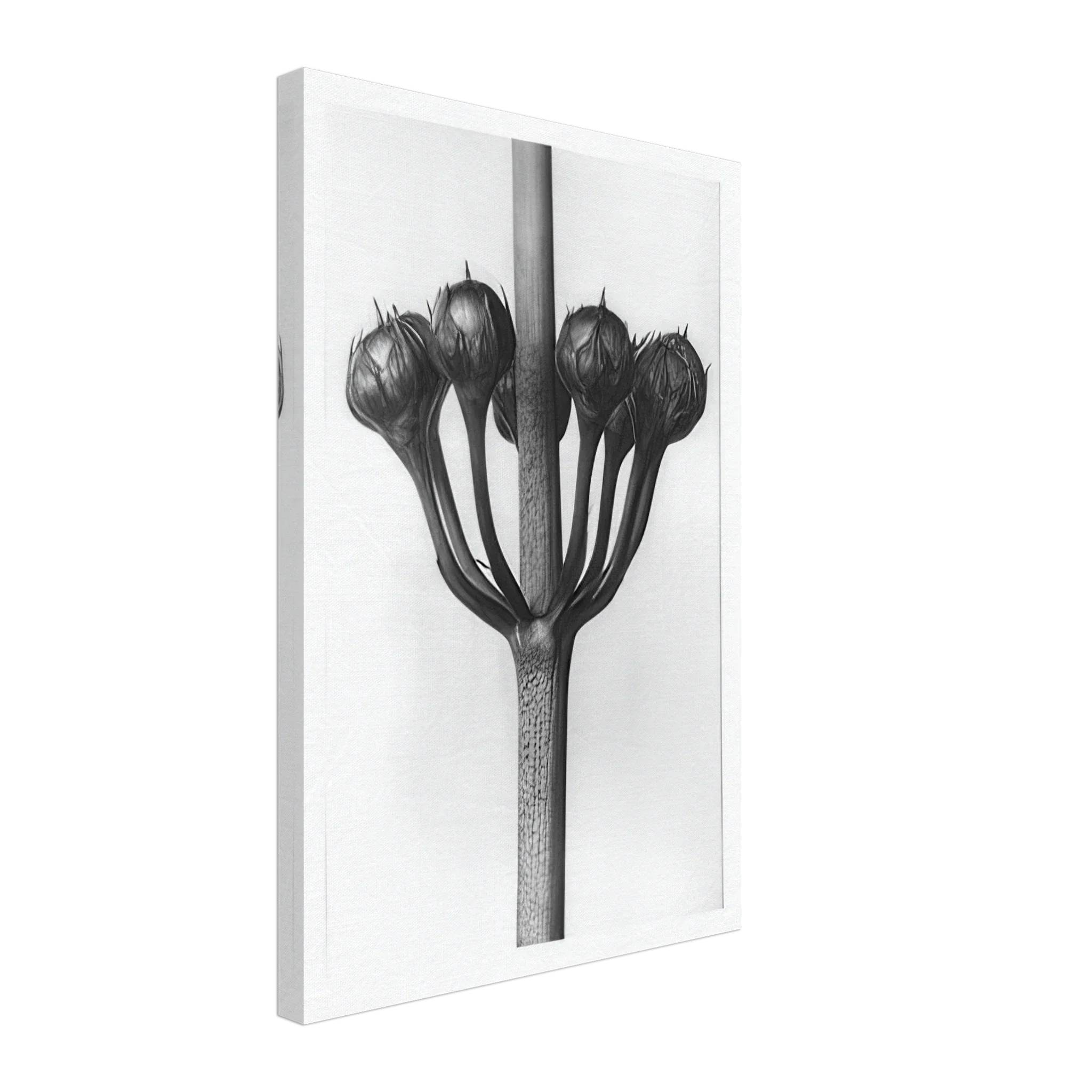 Art Forms in Nature 23 by Karl Blossfeldt — Framed art print at Zephyeer
