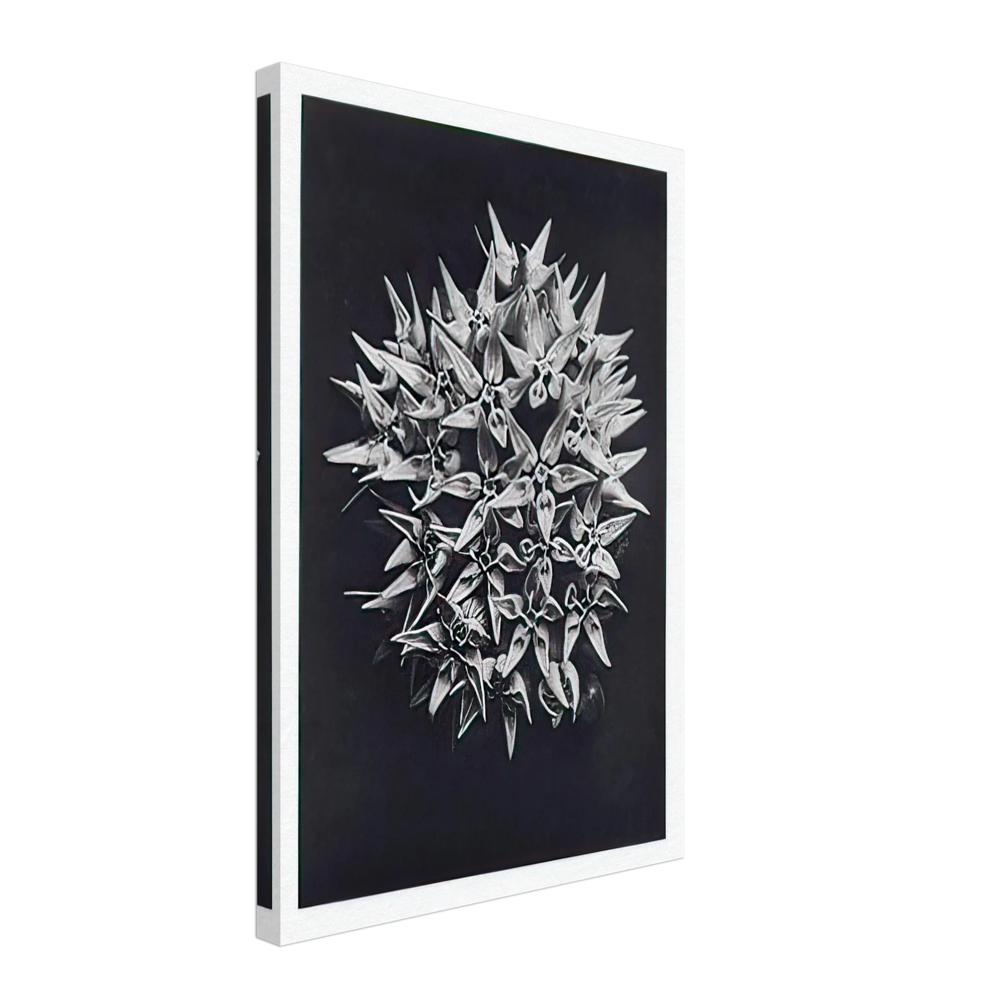 Art Forms in Nature 113 by Karl Blossfeldt — Framed art print at Zephyeer