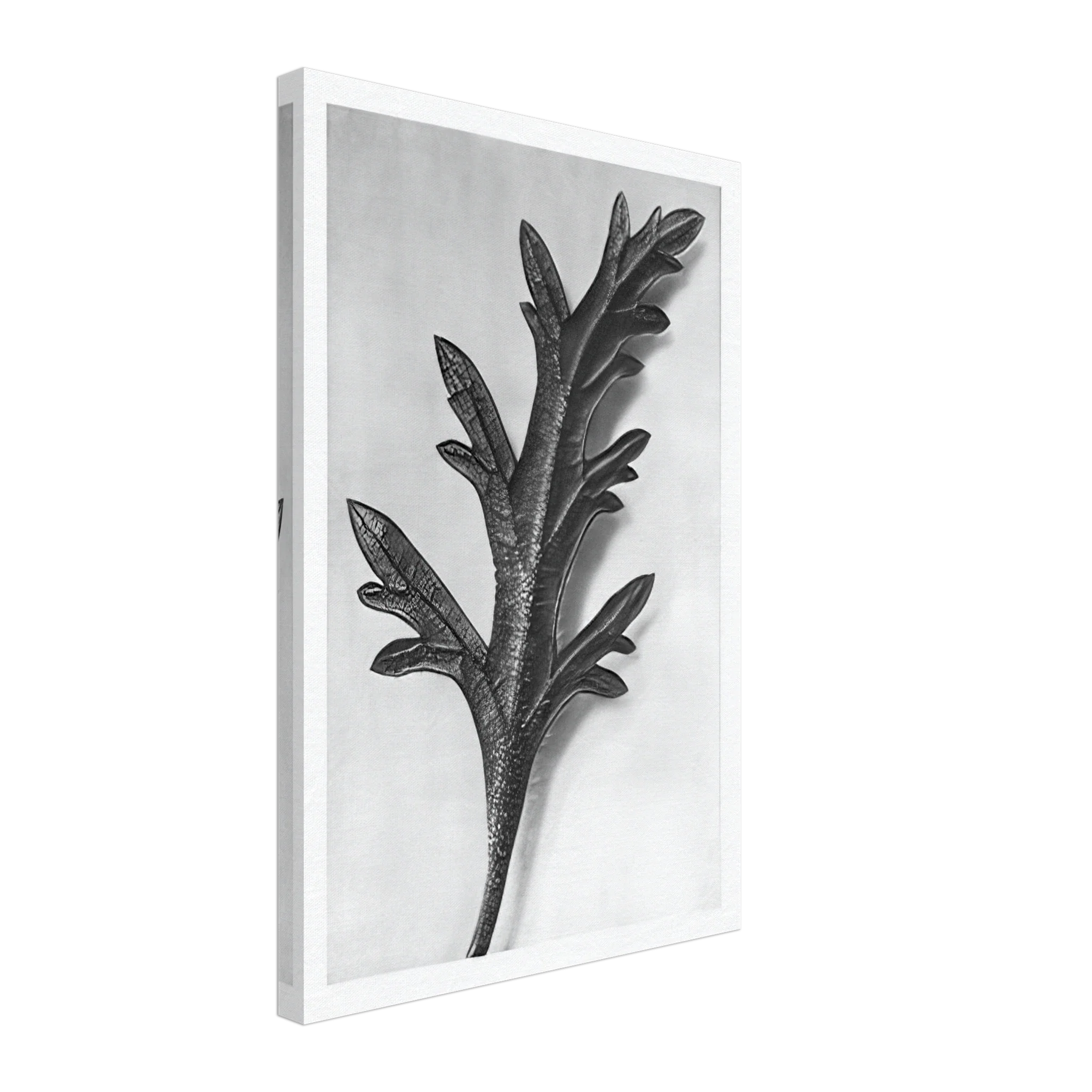 Art Forms in Nature 39 by Karl Blossfeldt — Framed art print at Zephyeer