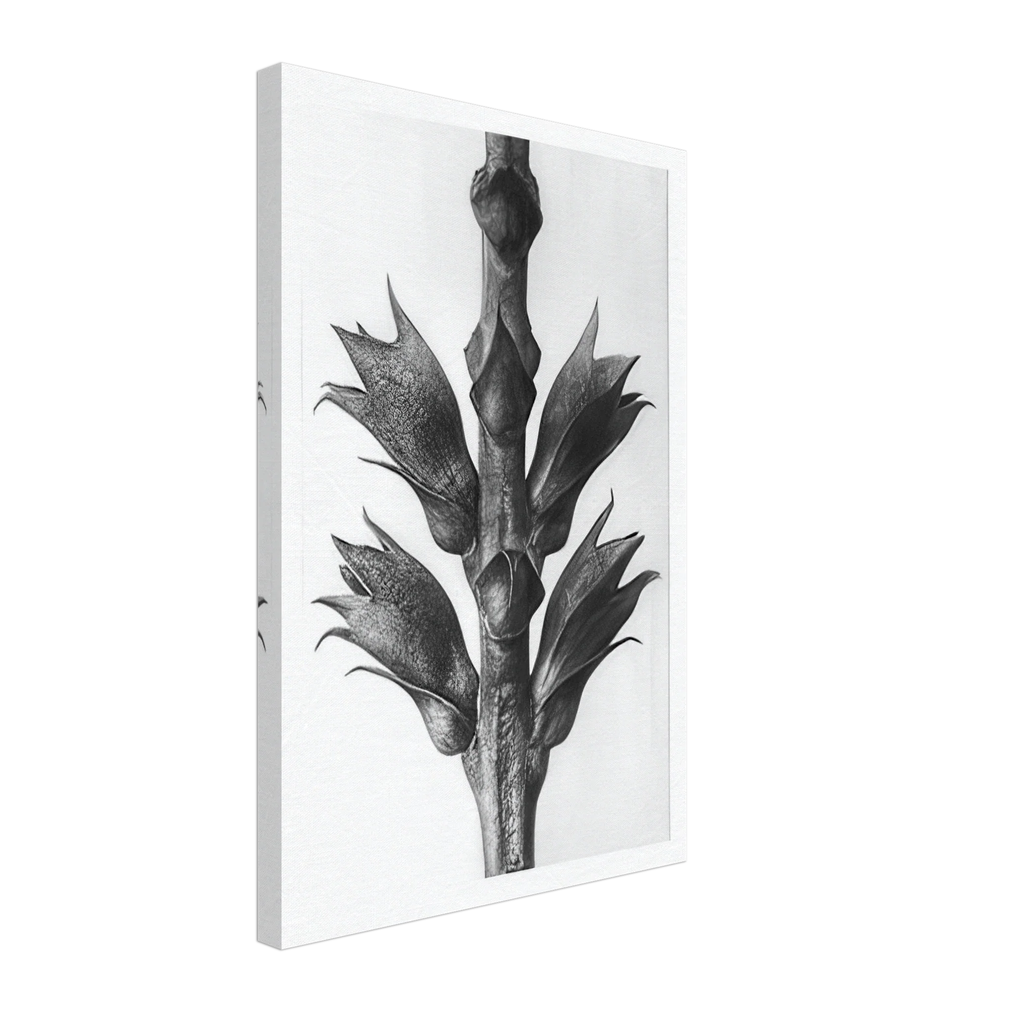 Art Forms in Nature 24 by Karl Blossfeldt — Framed art print at Zephyeer