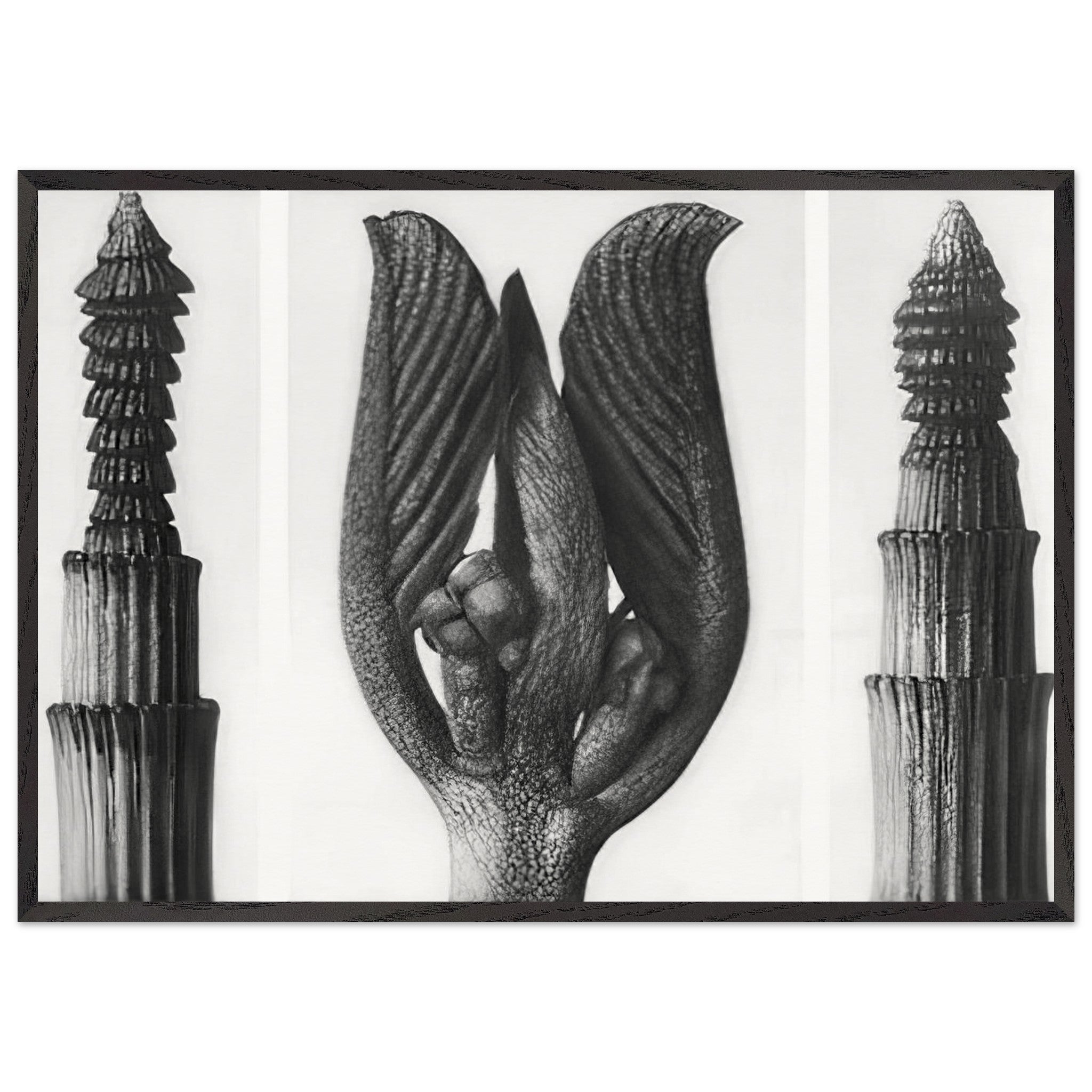 Art Forms in Nature 8 by Karl Blossfeldt — Framed art print at Zephyeer
