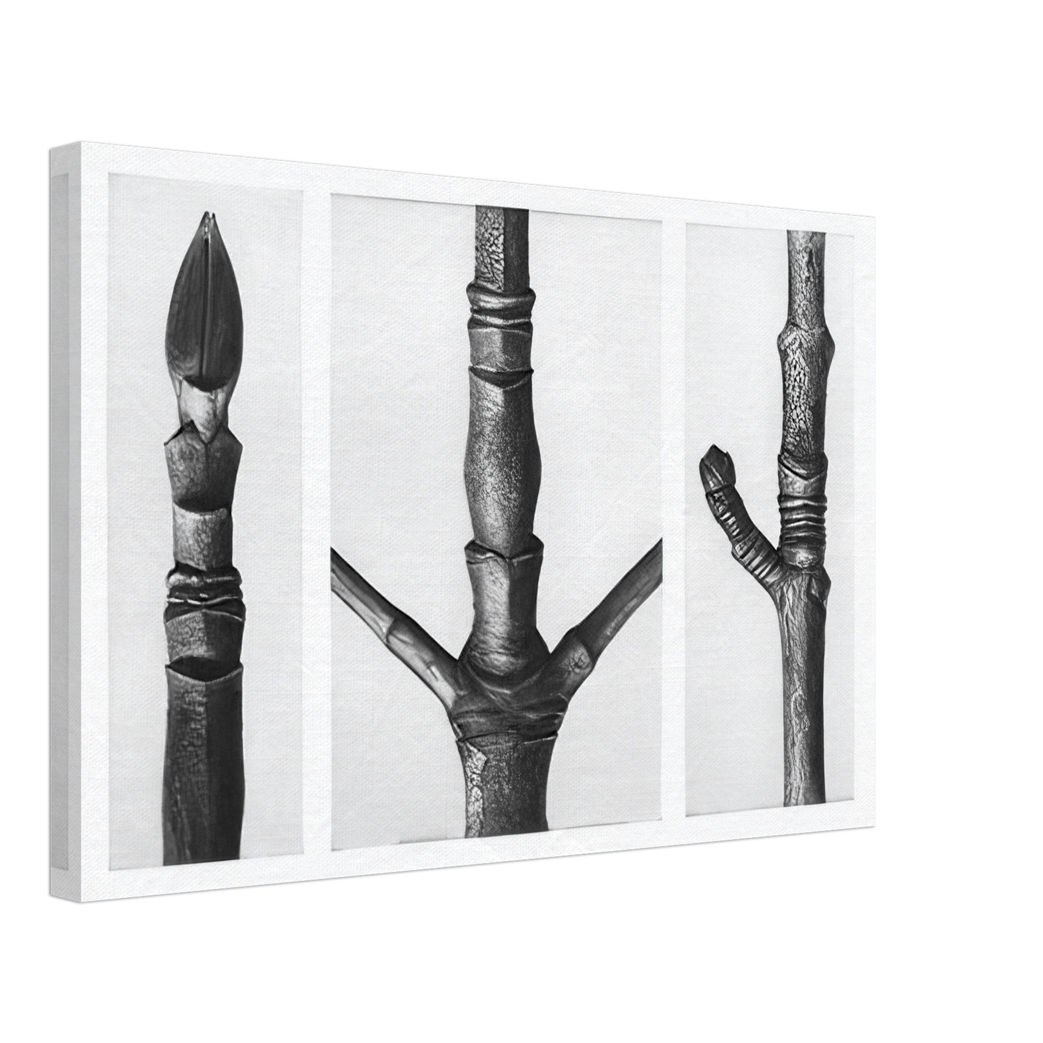 Art Forms in Nature 16 by Karl Blossfeldt — Framed art print at Zephyeer