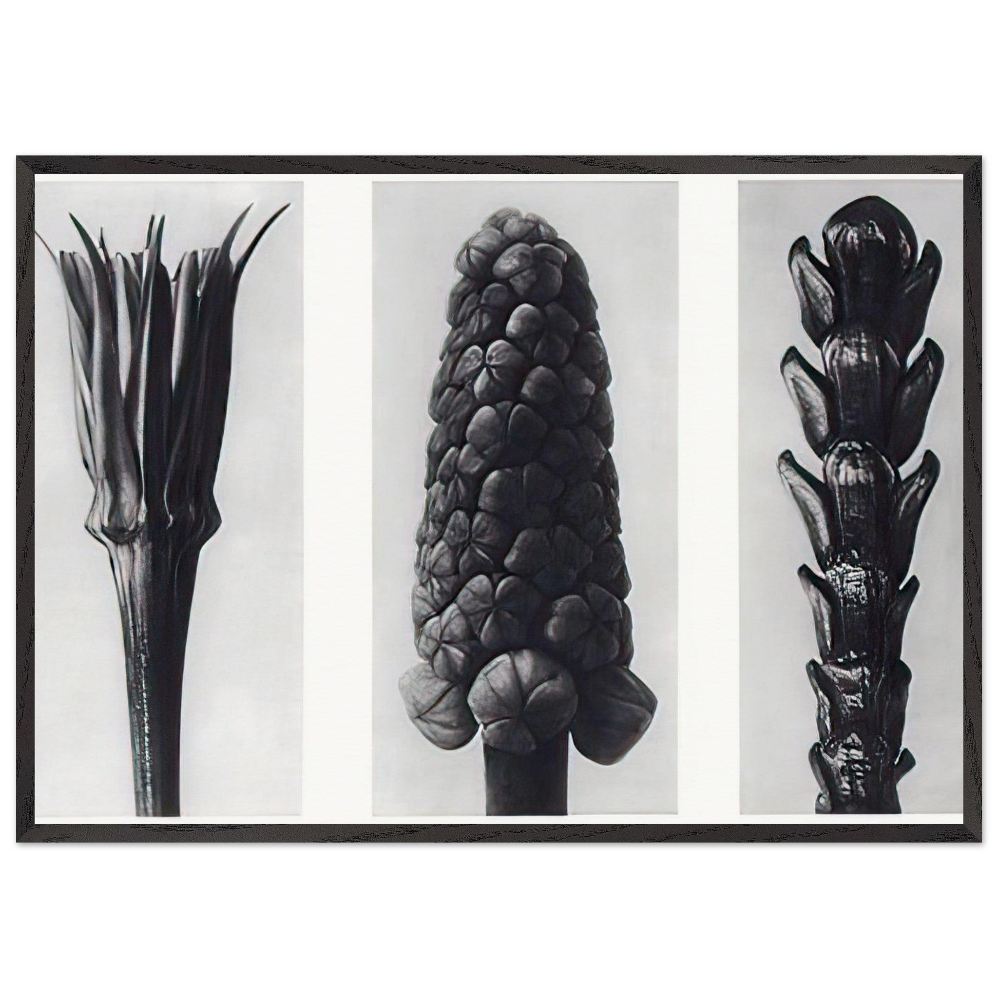Art Forms in Nature 78 by Karl Blossfeldt — Framed art print at Zephyeer