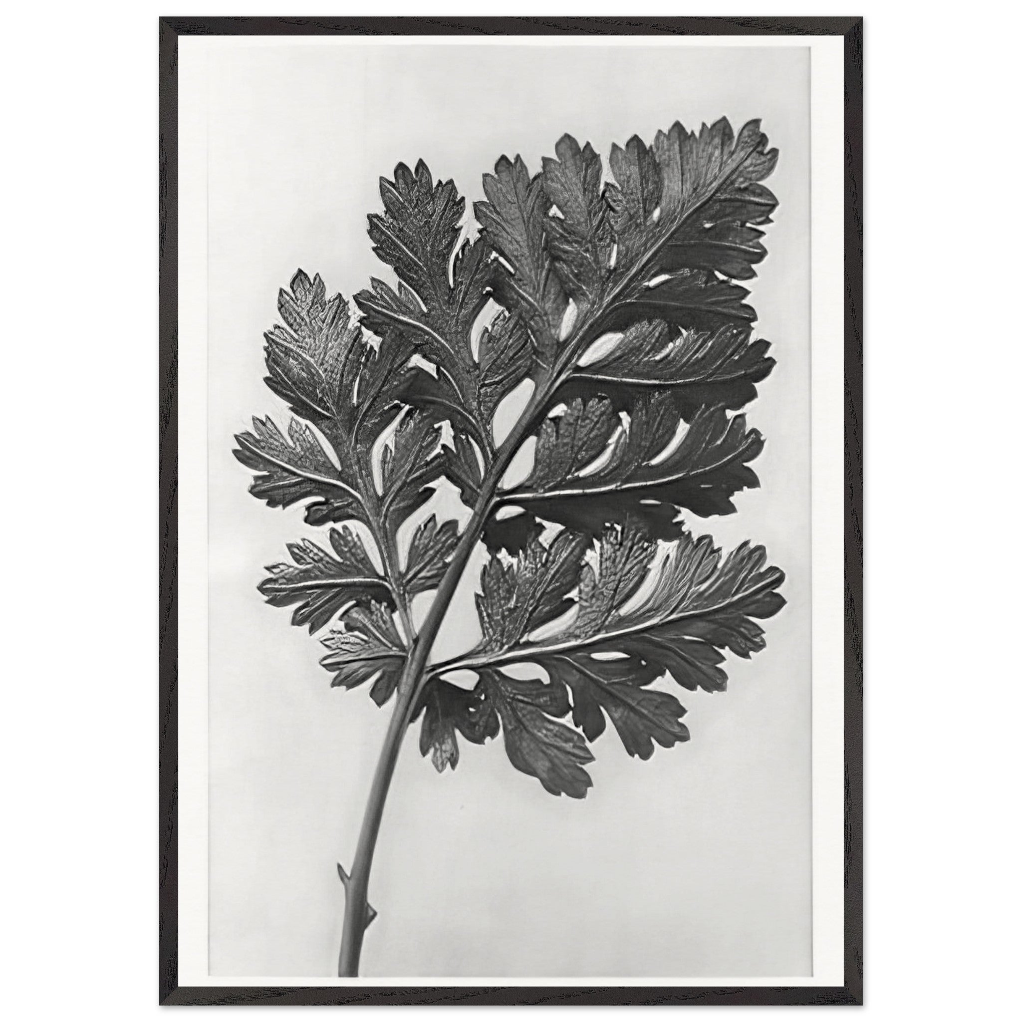 Art Forms in Nature 50 by Karl Blossfeldt — Framed art print at Zephyeer