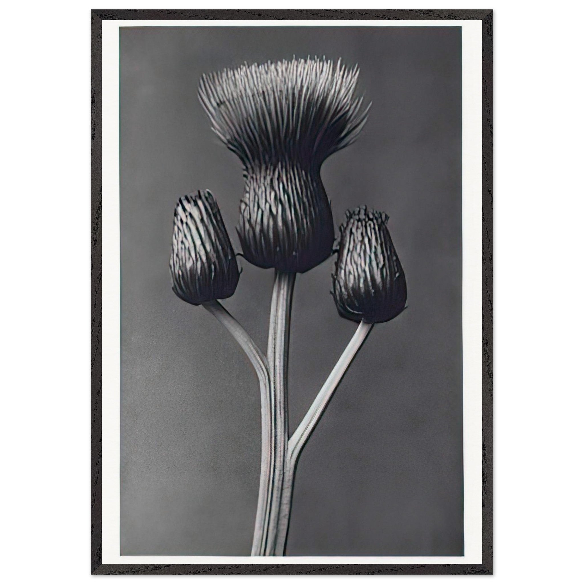 Art Forms in Nature 100 by Karl Blossfeldt — Framed art print at Zephyeer