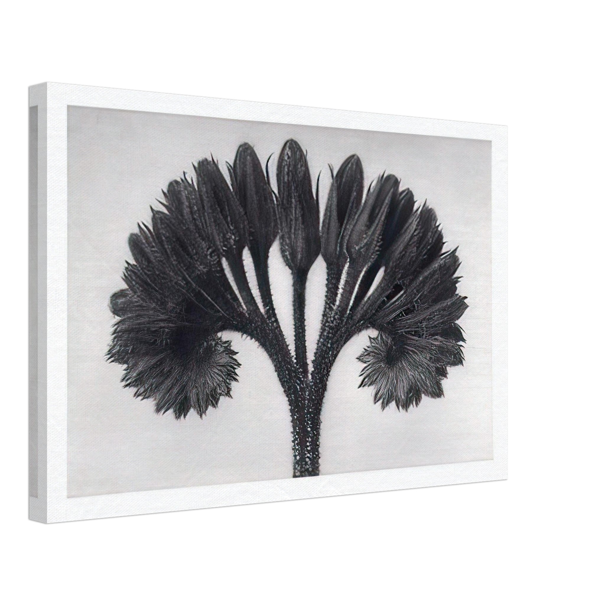 Art Forms in Nature 89 by Karl Blossfeldt — Framed art print at Zephyeer