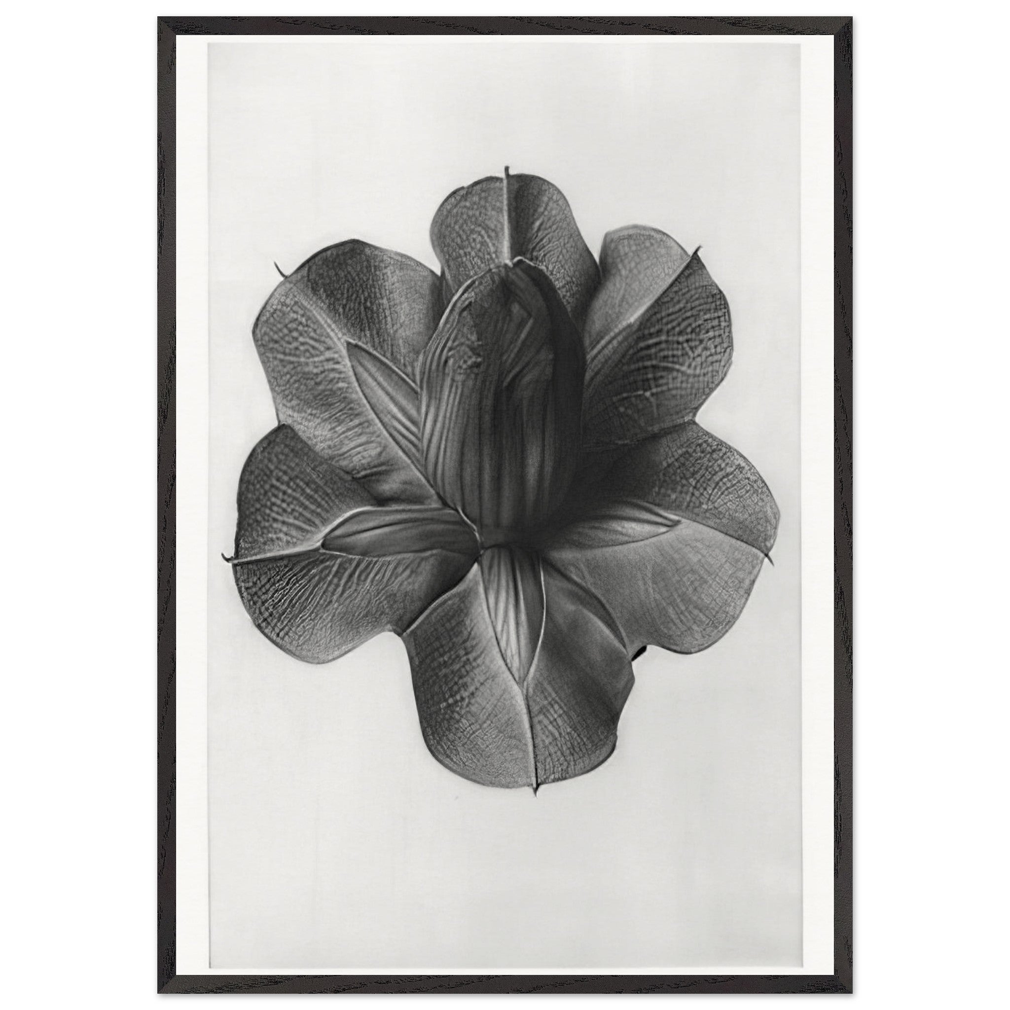 Art Forms in Nature 73 by Karl Blossfeldt — Framed art print at Zephyeer