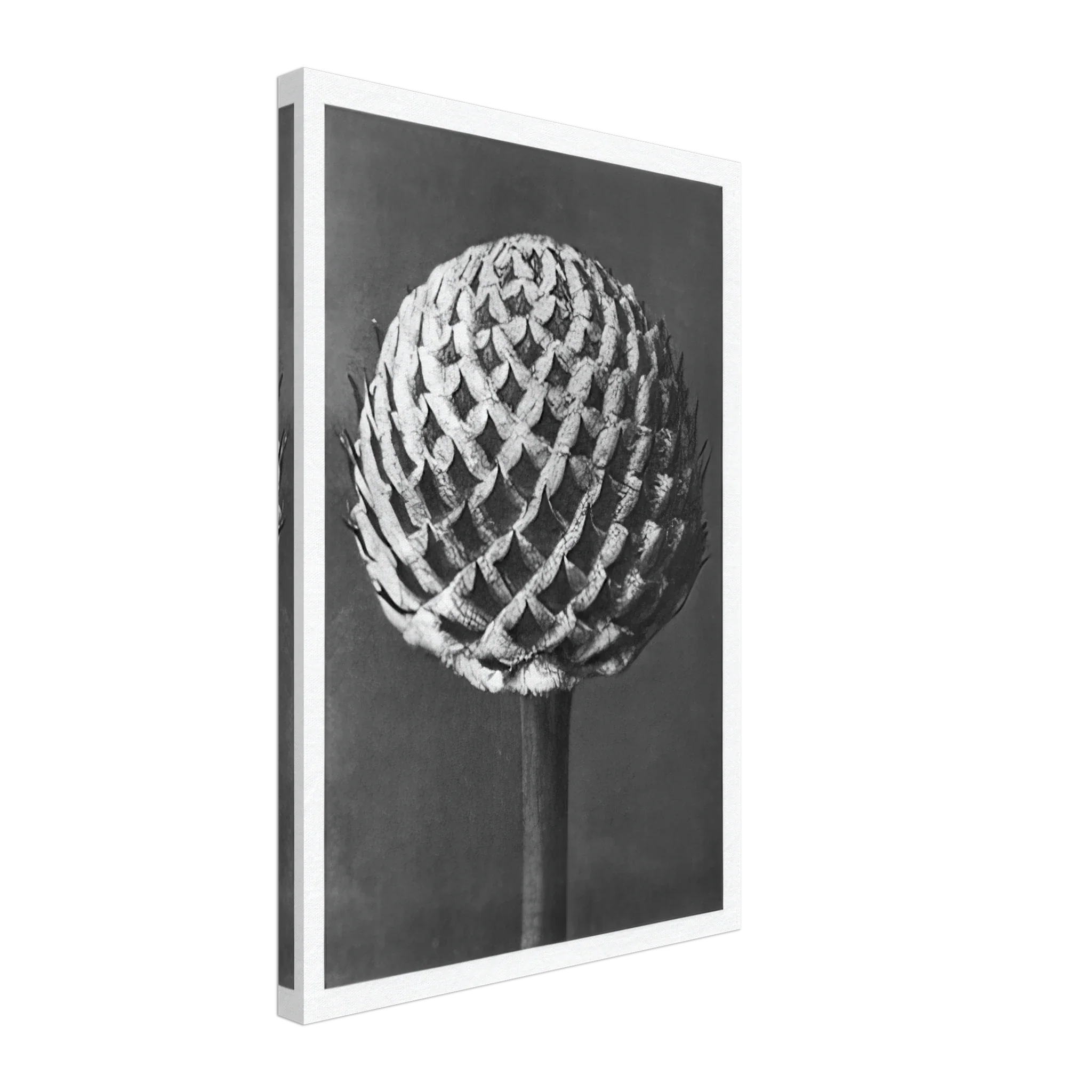 Art Forms in Nature 77 by Karl Blossfeldt — Framed art print at Zephyeer