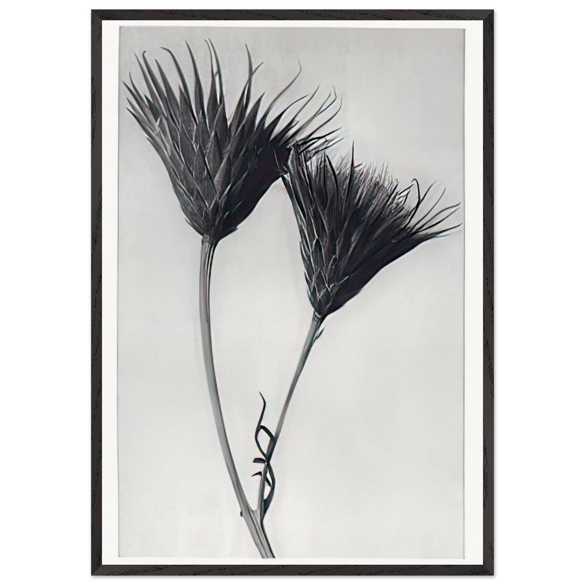 Art Forms in Nature 102 by Karl Blossfeldt — Framed art print at Zephyeer