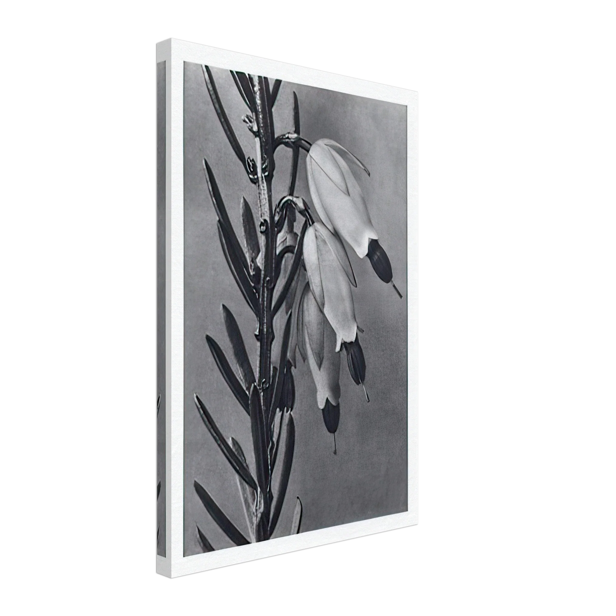 Art Forms in Nature 110 by Karl Blossfeldt — Framed art print at Zephyeer