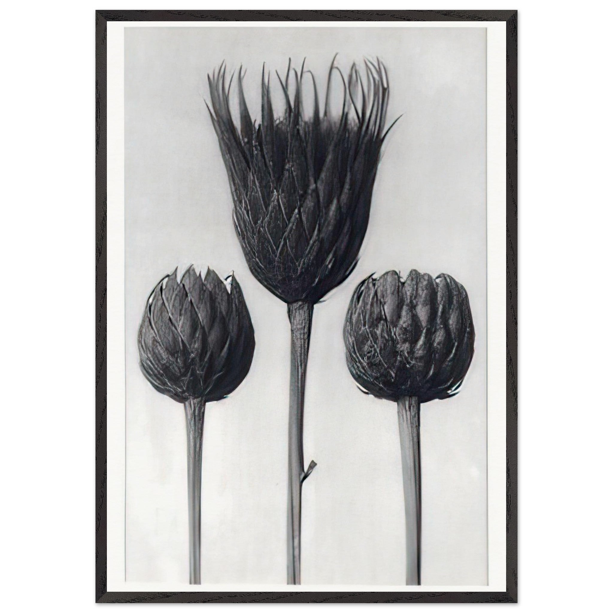 Art Forms in Nature 83 by Karl Blossfeldt — Framed art print at Zephyeer