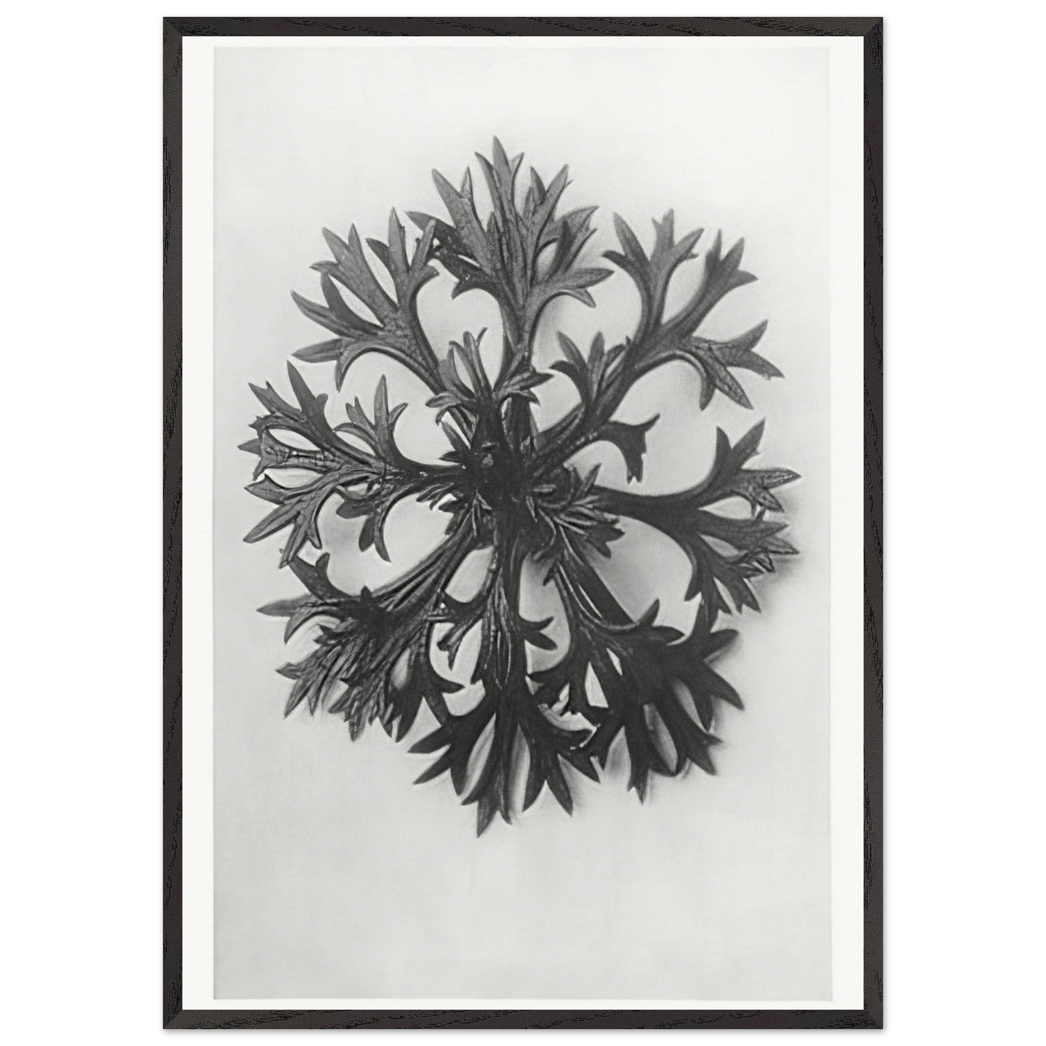 Art Forms in Nature 47 by Karl Blossfeldt — Framed art print at Zephyeer