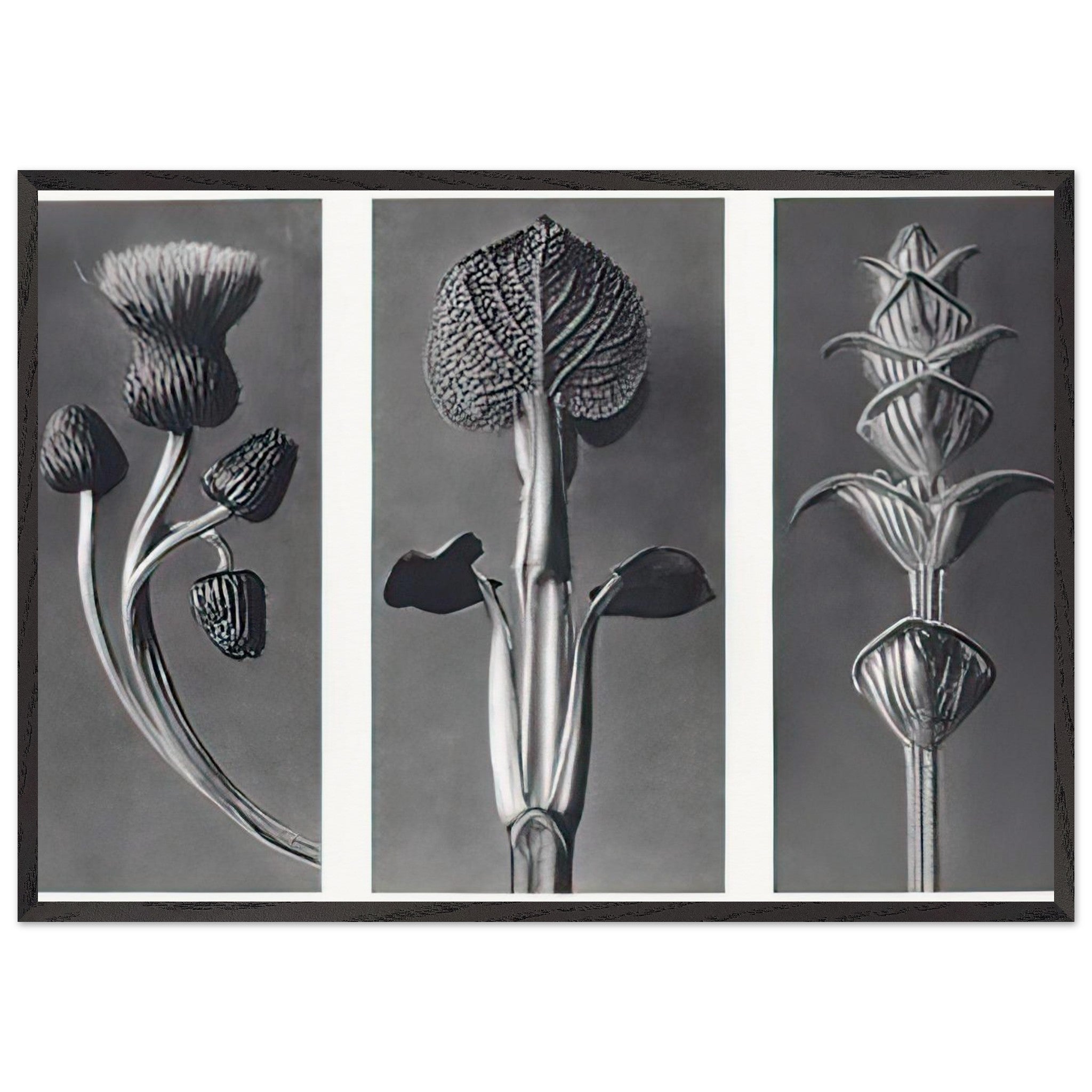 Art Forms in Nature 101 by Karl Blossfeldt — Framed art print at Zephyeer