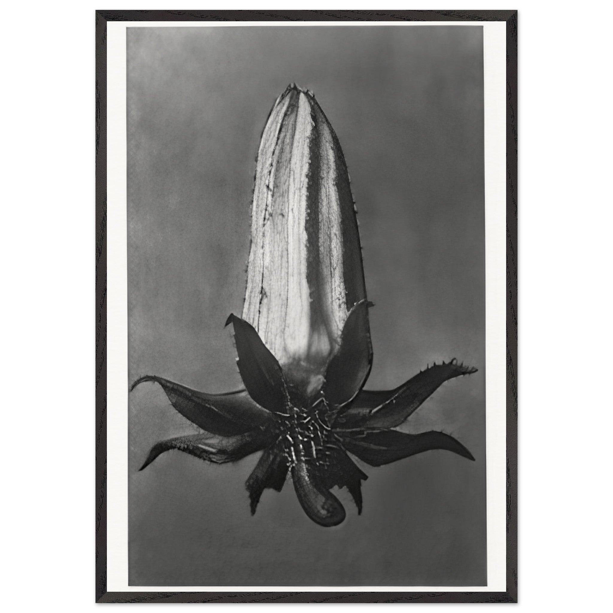 Art Forms in Nature 64 by Karl Blossfeldt — Framed art print at Zephyeer